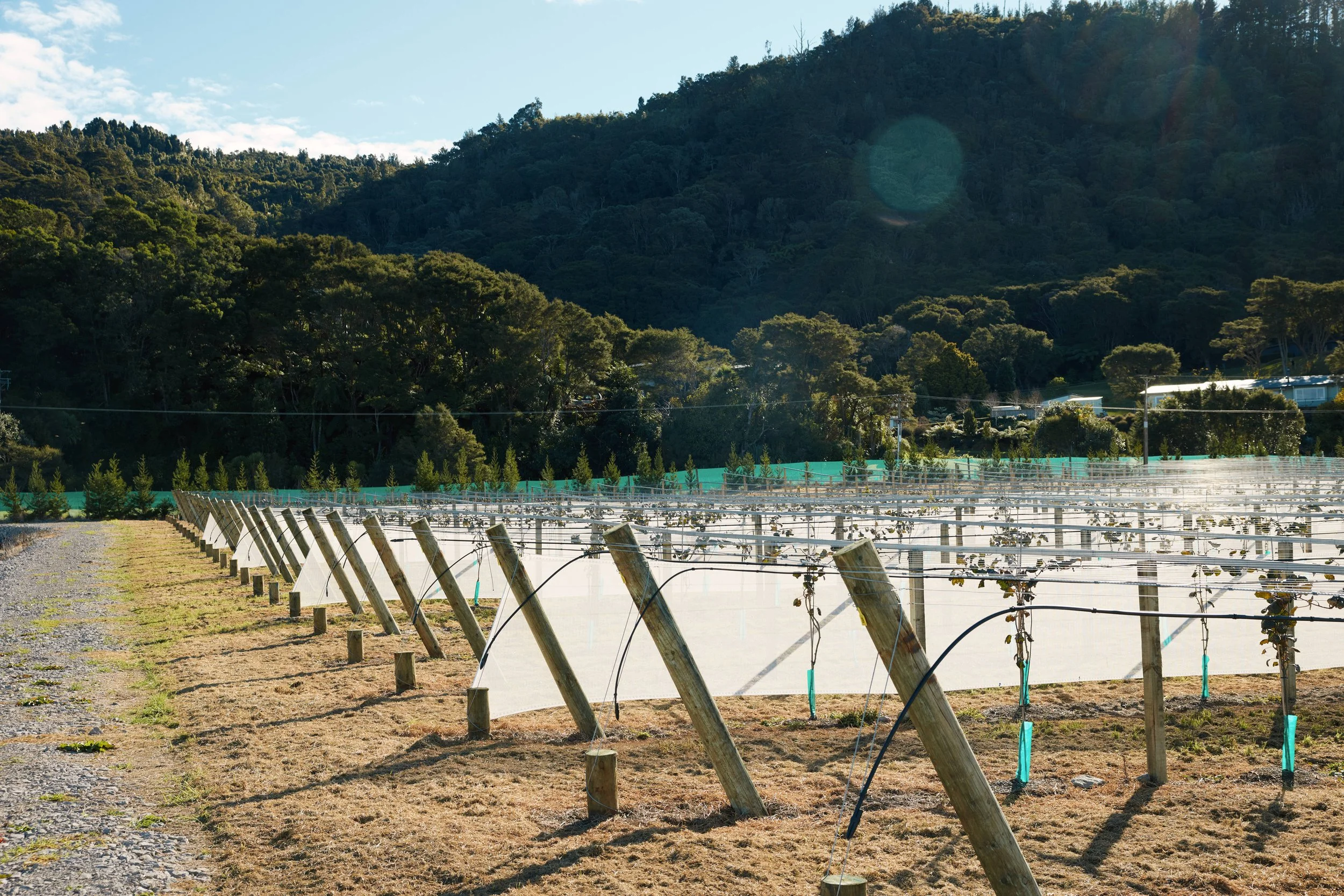 new kiwifruit orchard structure with rows of young plants growing with bay of plenty in background