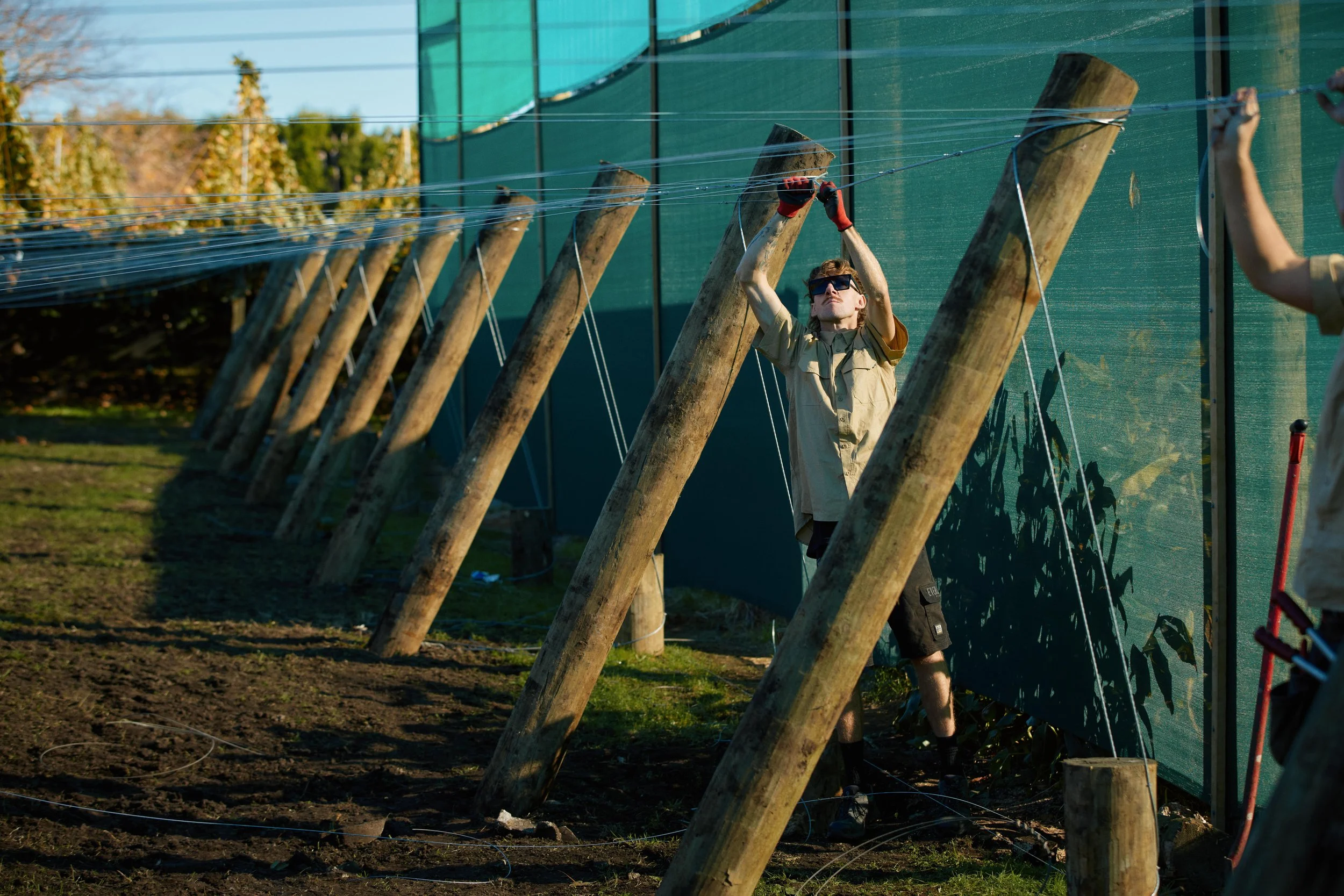 A person in sunglasses and a tan shirt working on a vineyard, fixing or installing a trellis wire on wooden posts during daylight. Another person's arm is visible on the right side of the image.