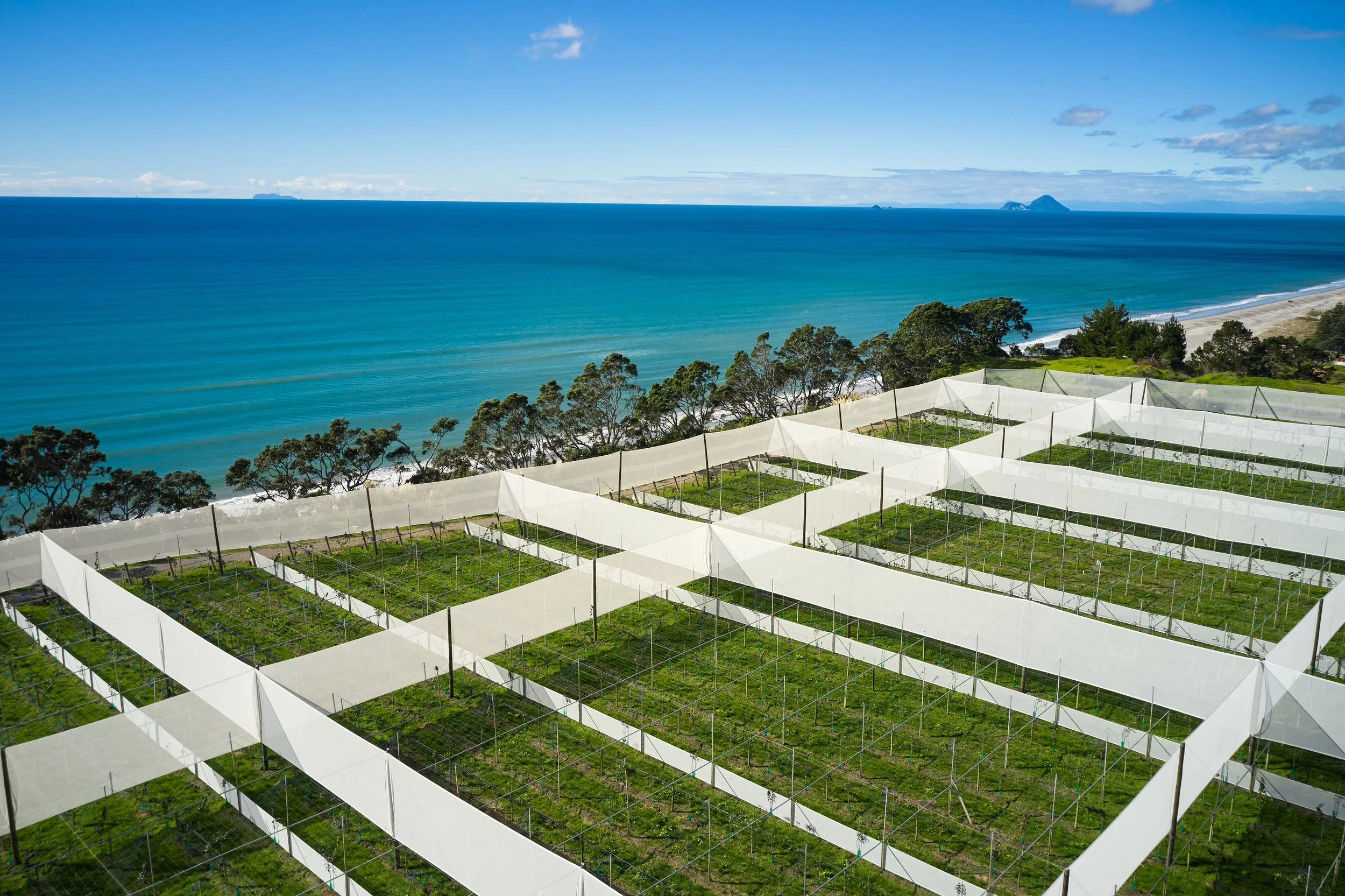 Coastal kiwifruit orchard development next to new zealand's bright blue coastline.  White artificial shelter belts and straight posts