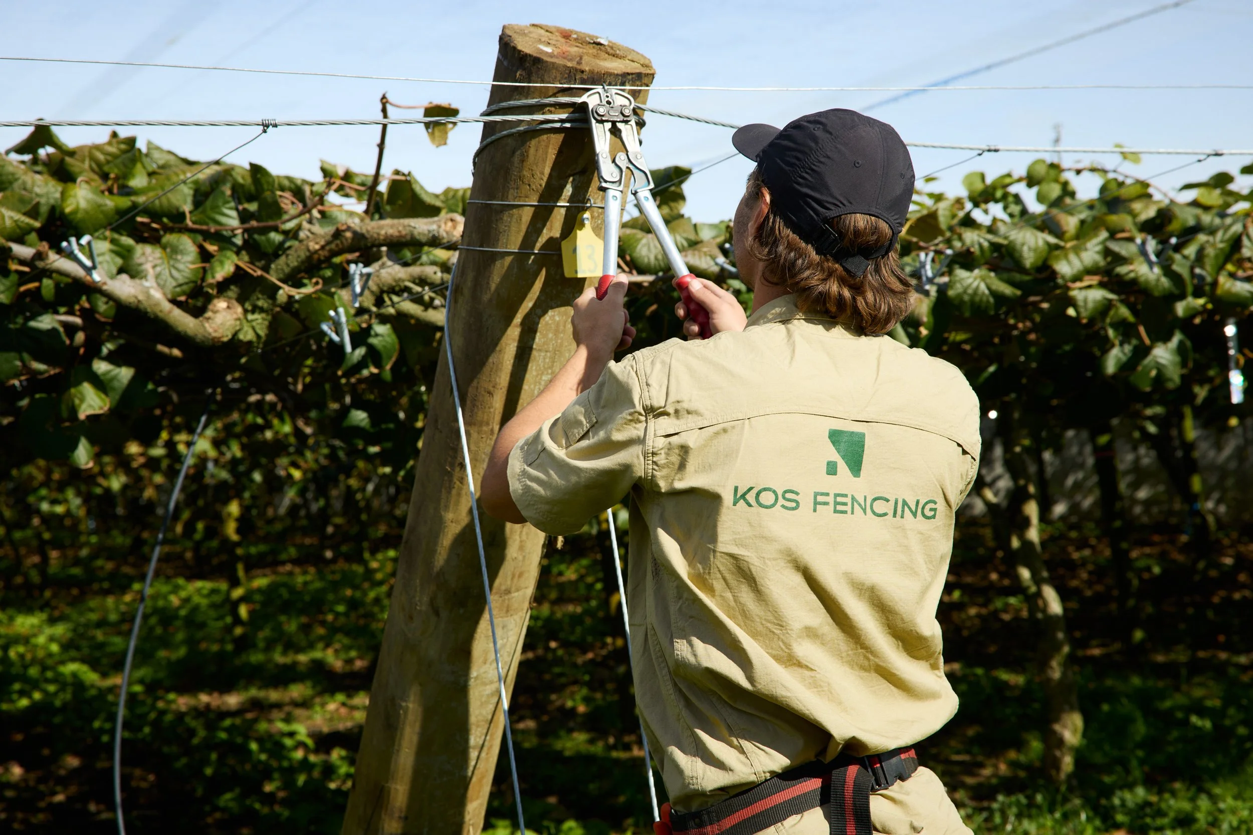 Kos fencing employee black cap and a beige shirt with 'KOS FENCING'  logo on the back is repairing and maintaining a kiwifruit orchard with wire klippers.