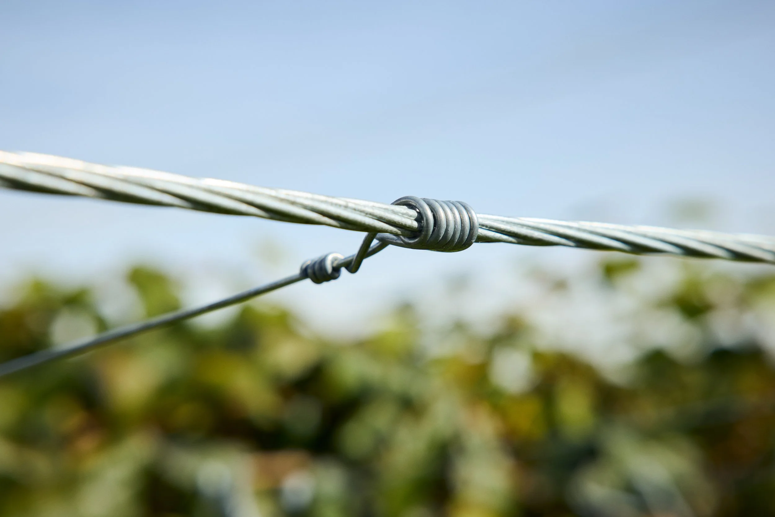 Close-up of intertwined metal wires used on a kiwifruit orchard against a blurred background of a blue sky and greenery.