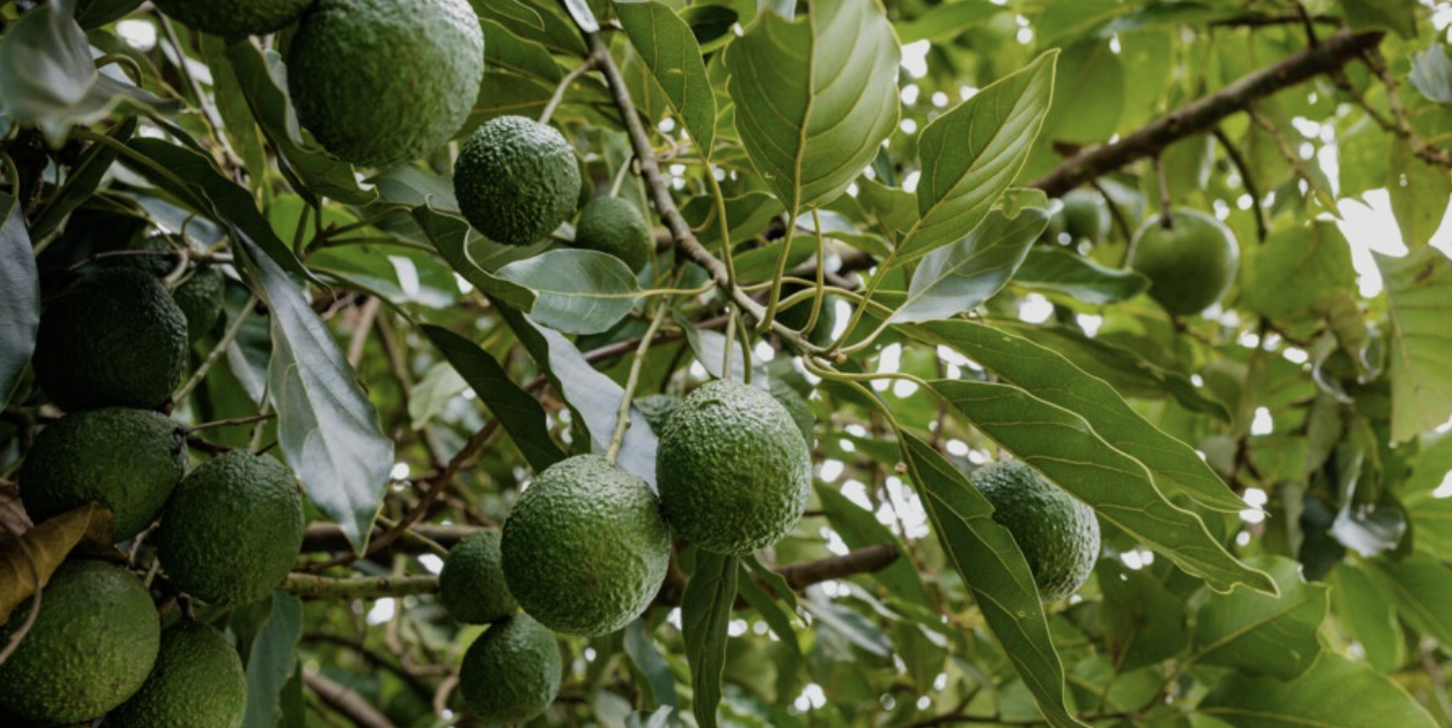 Green avocados hanging from tree branches surrounded by green leaves.