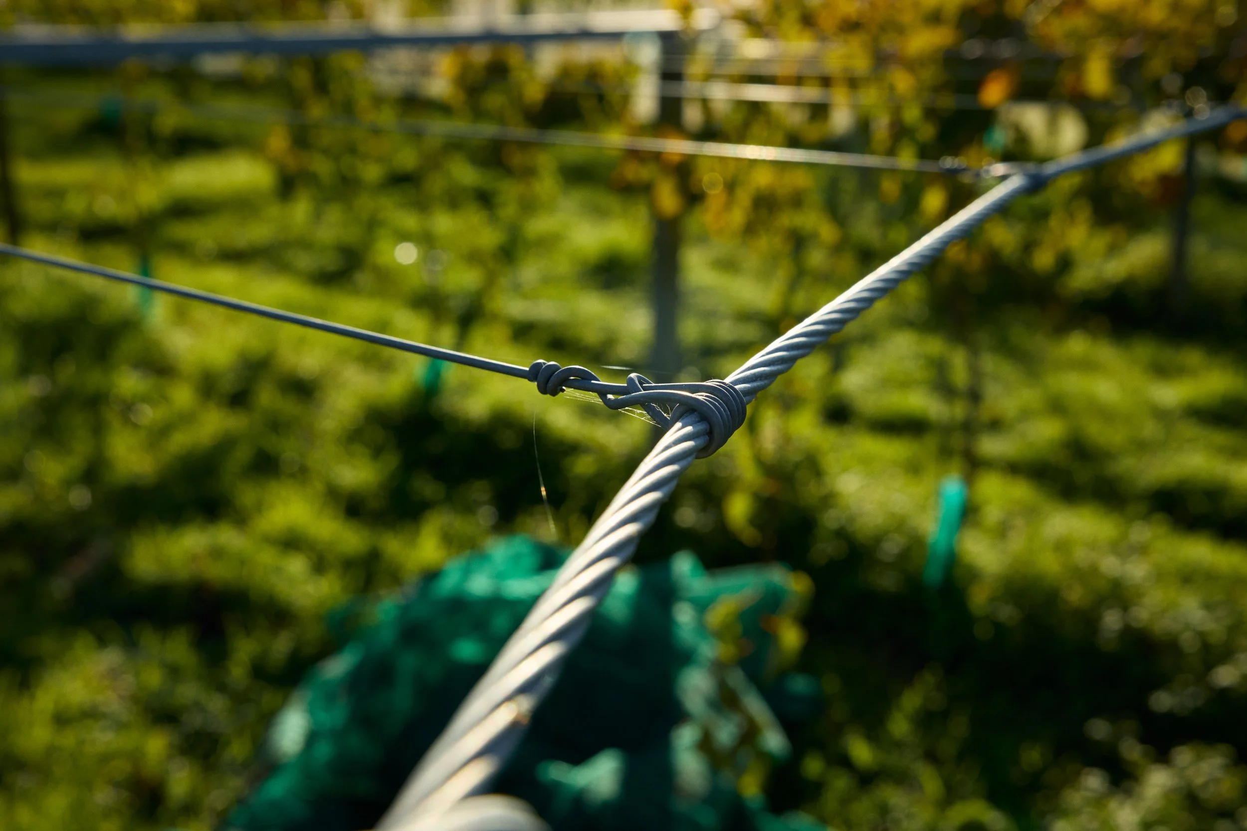 Close-up of a white rope in the foreground, part of a clothesline with green clothespins, blurred green and yellow foliage in the background.