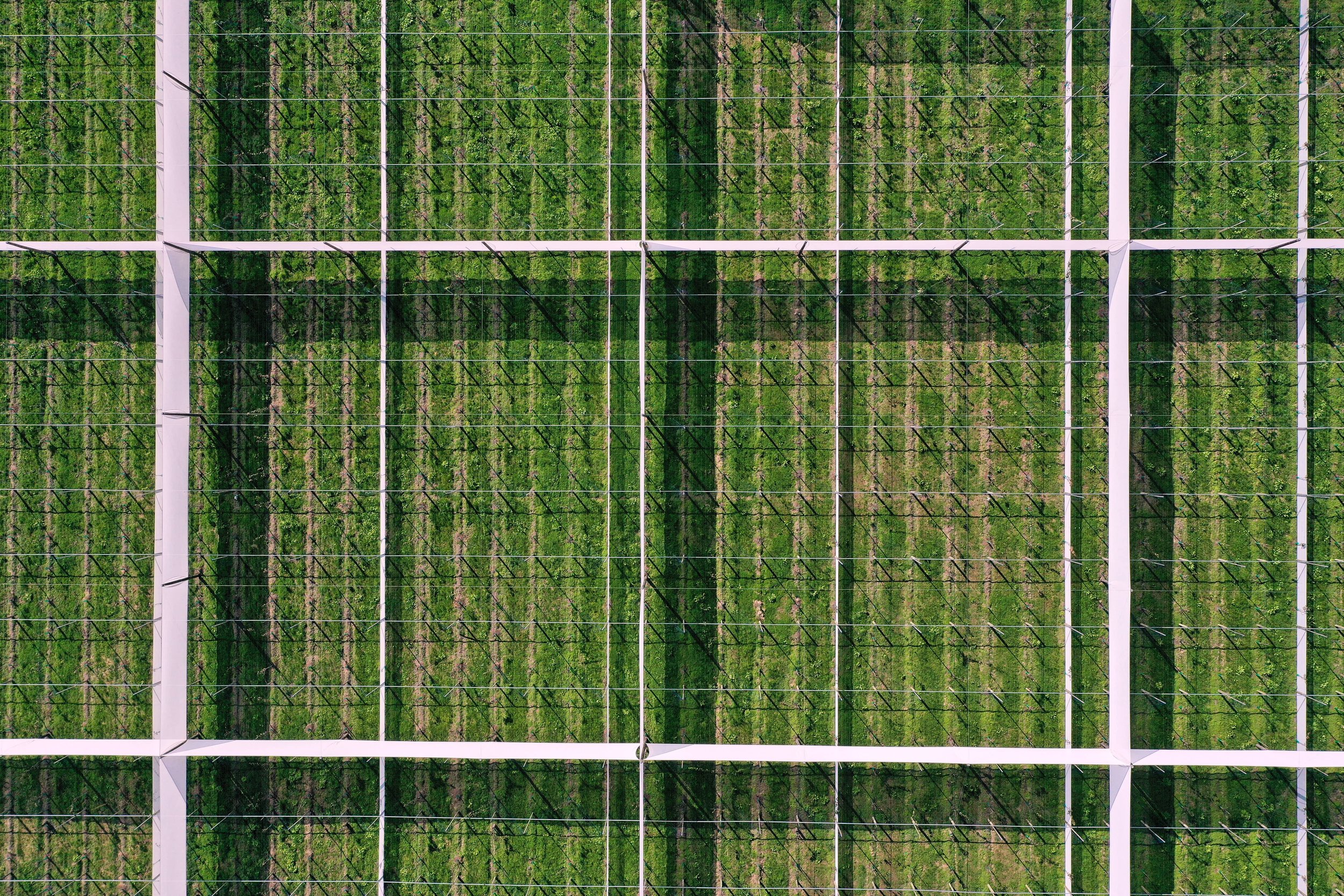 Aerial view of a greenhouse with rows of plants and white metal framework.