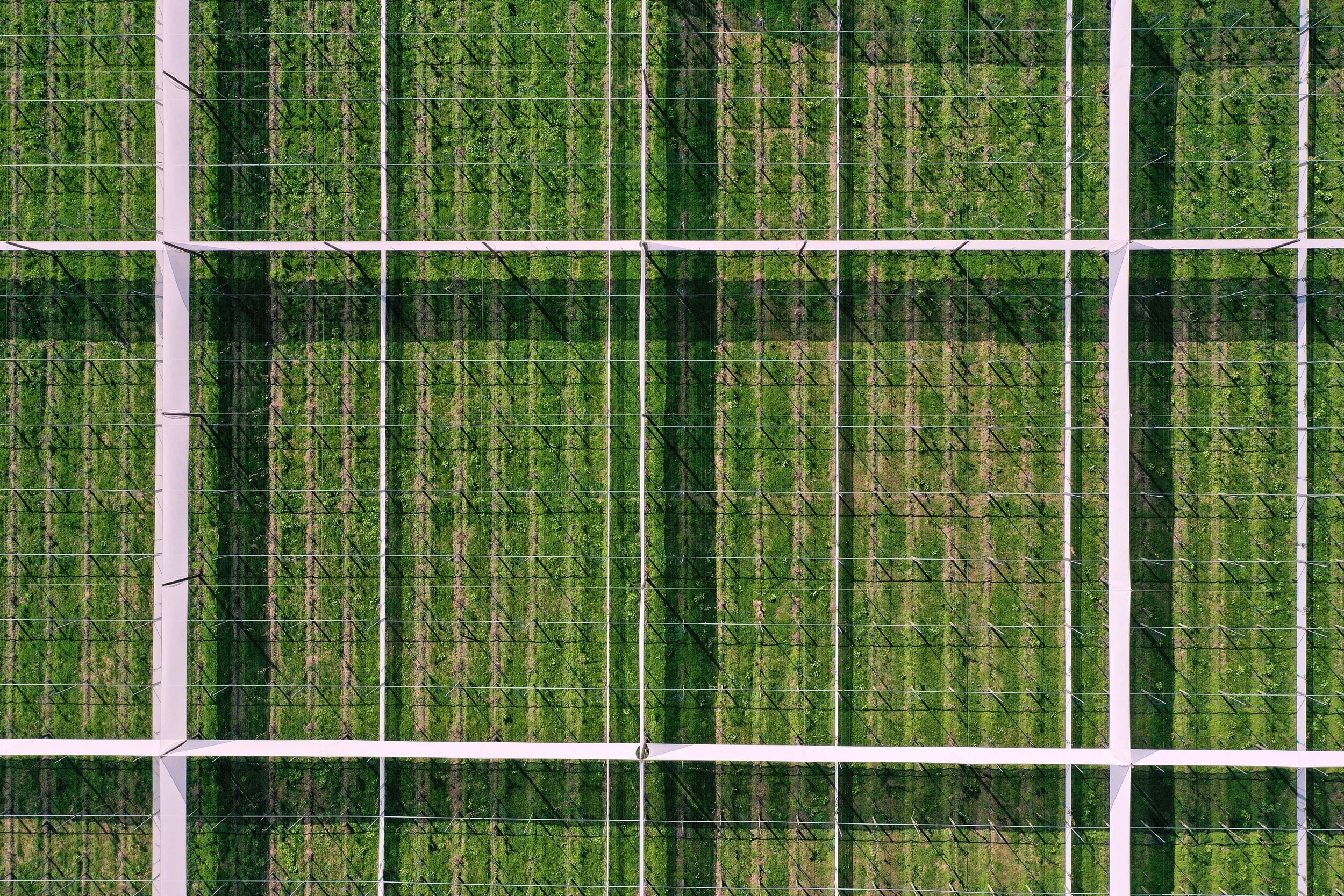 An aerial view of a new kiwifruit orchard development with neatly arranged rows of new kiwifruit plants inside a white artificial shelters.