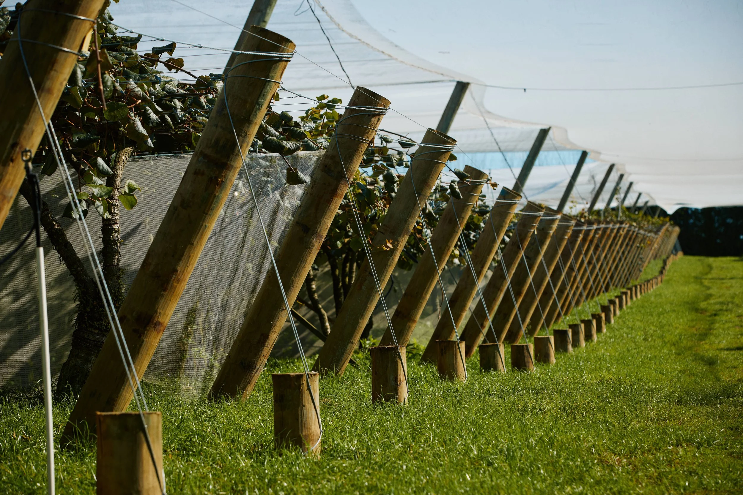 kiwifruit orchard, line of end assemblies, wooden post and wire in a grassy field under a cloudy sky.