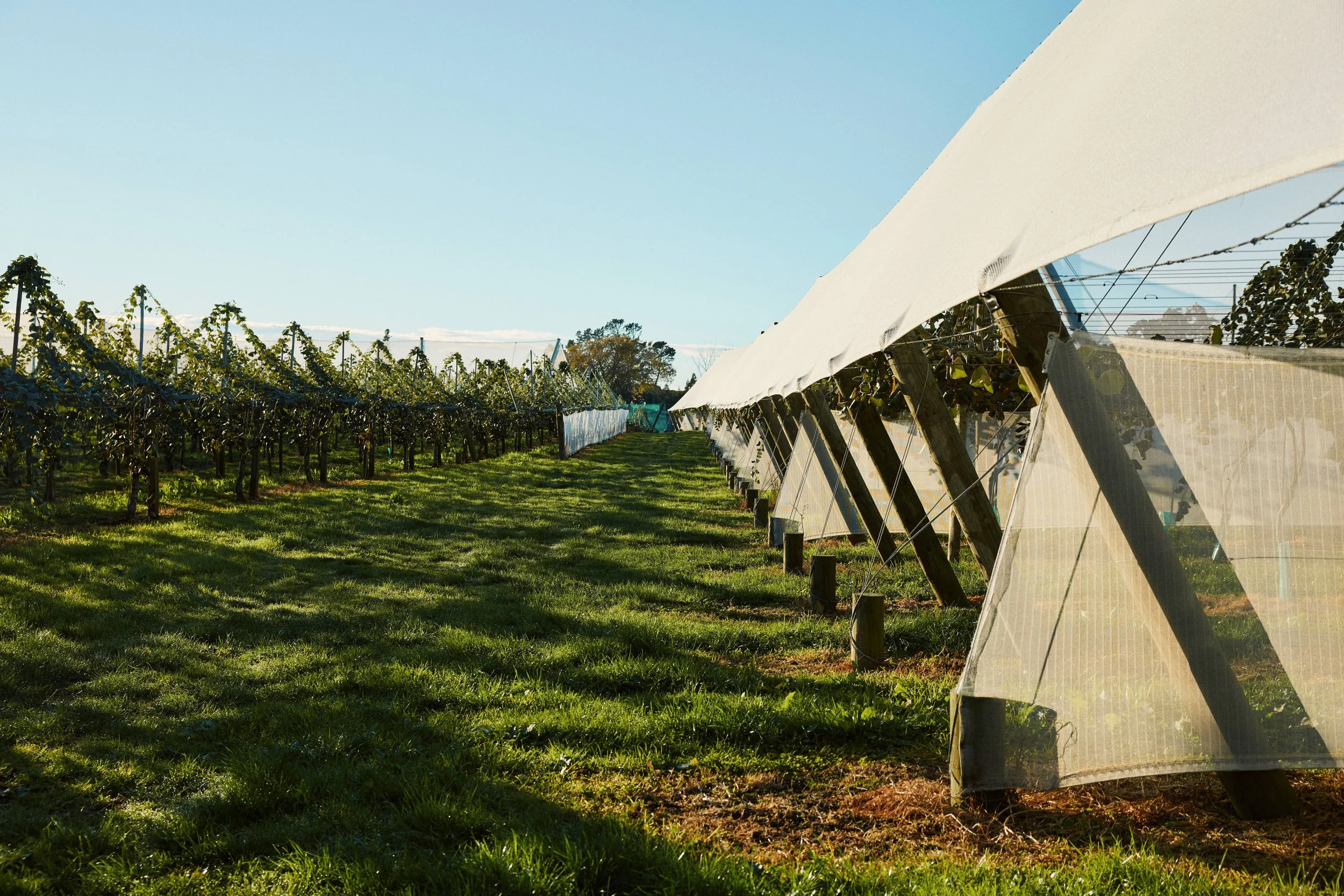 kiwifruit orchard row of end assemblies covered by protective artificial shelter, with a clear blue sky above.