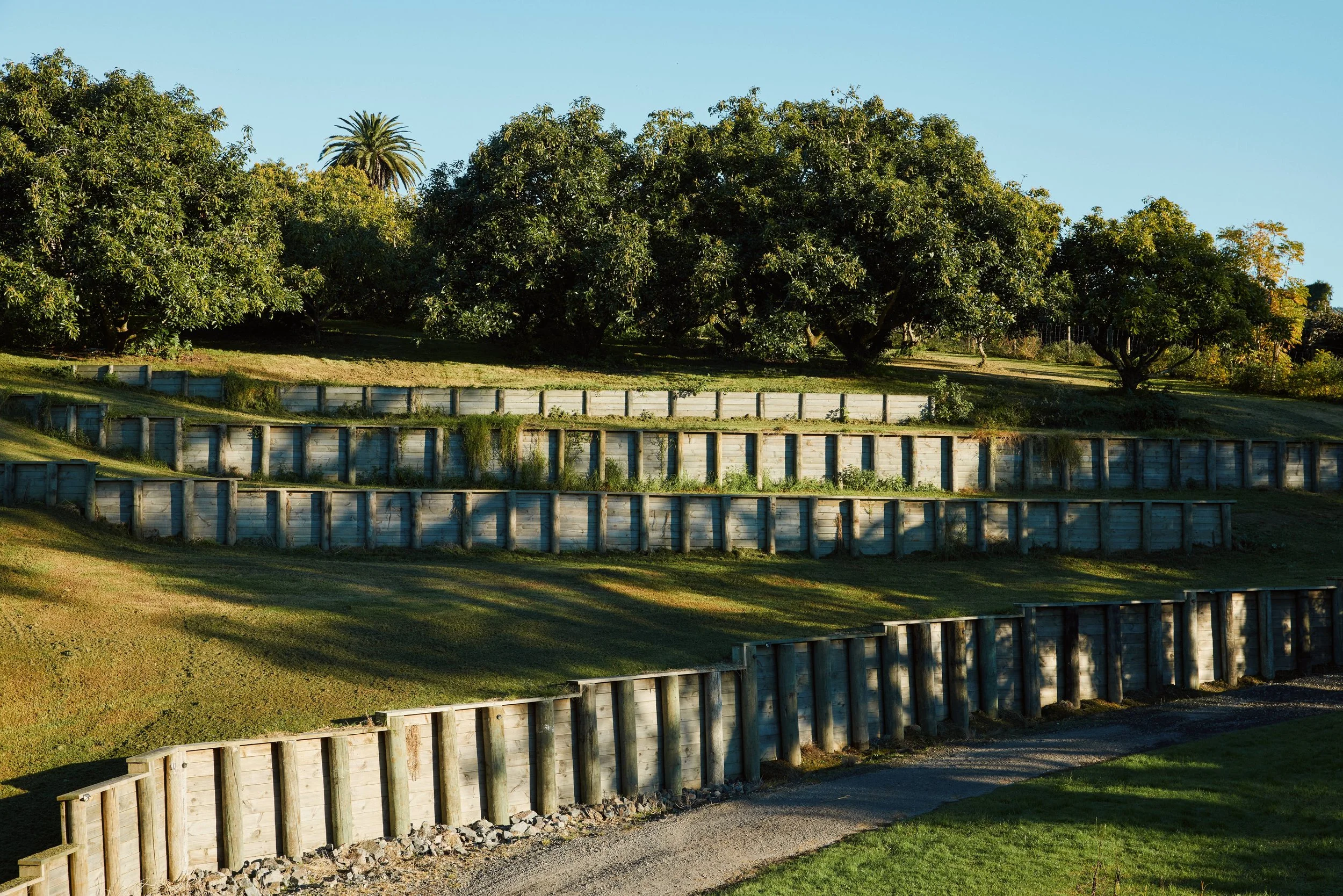 A park with a terraced landscape and large trees under a clear blue sky.