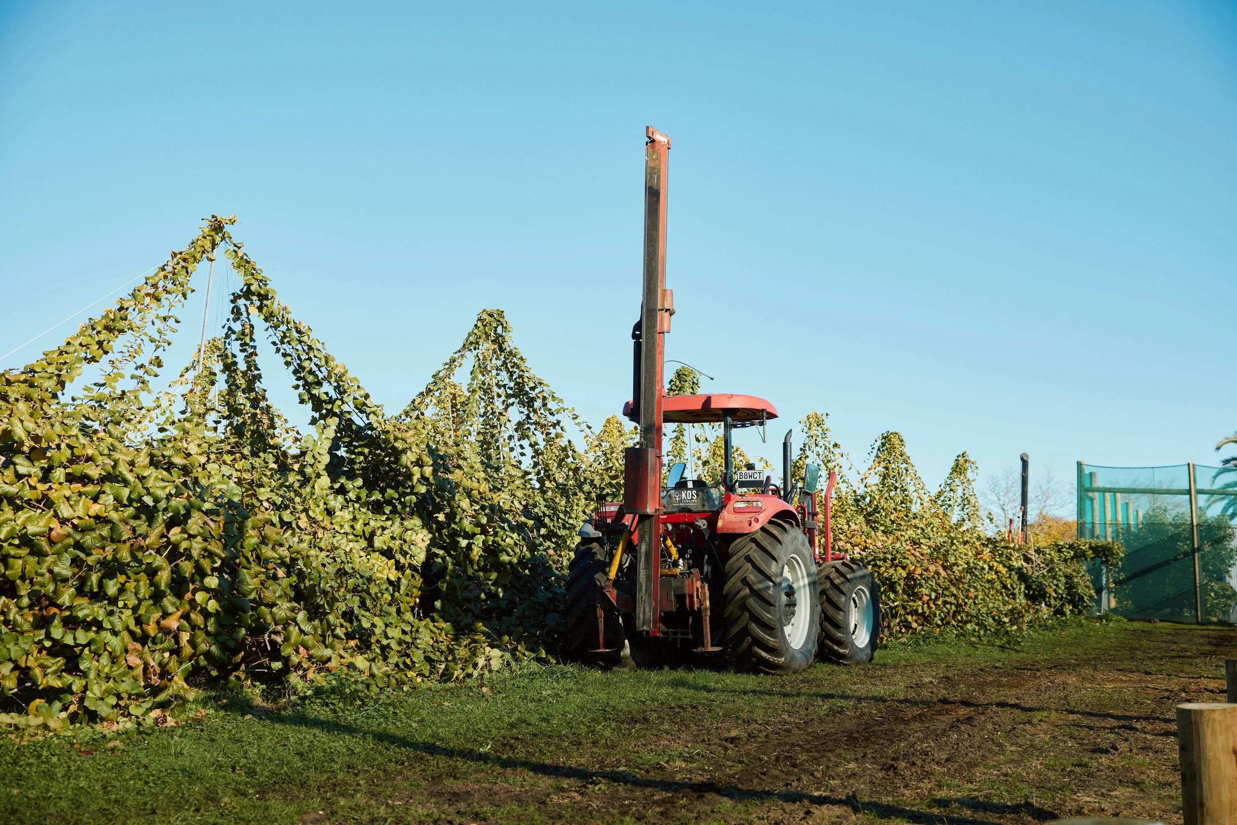 A red tractor with a post hole rammer is parked alongside a established kiwifruit orchard in the Bay of Plenty.