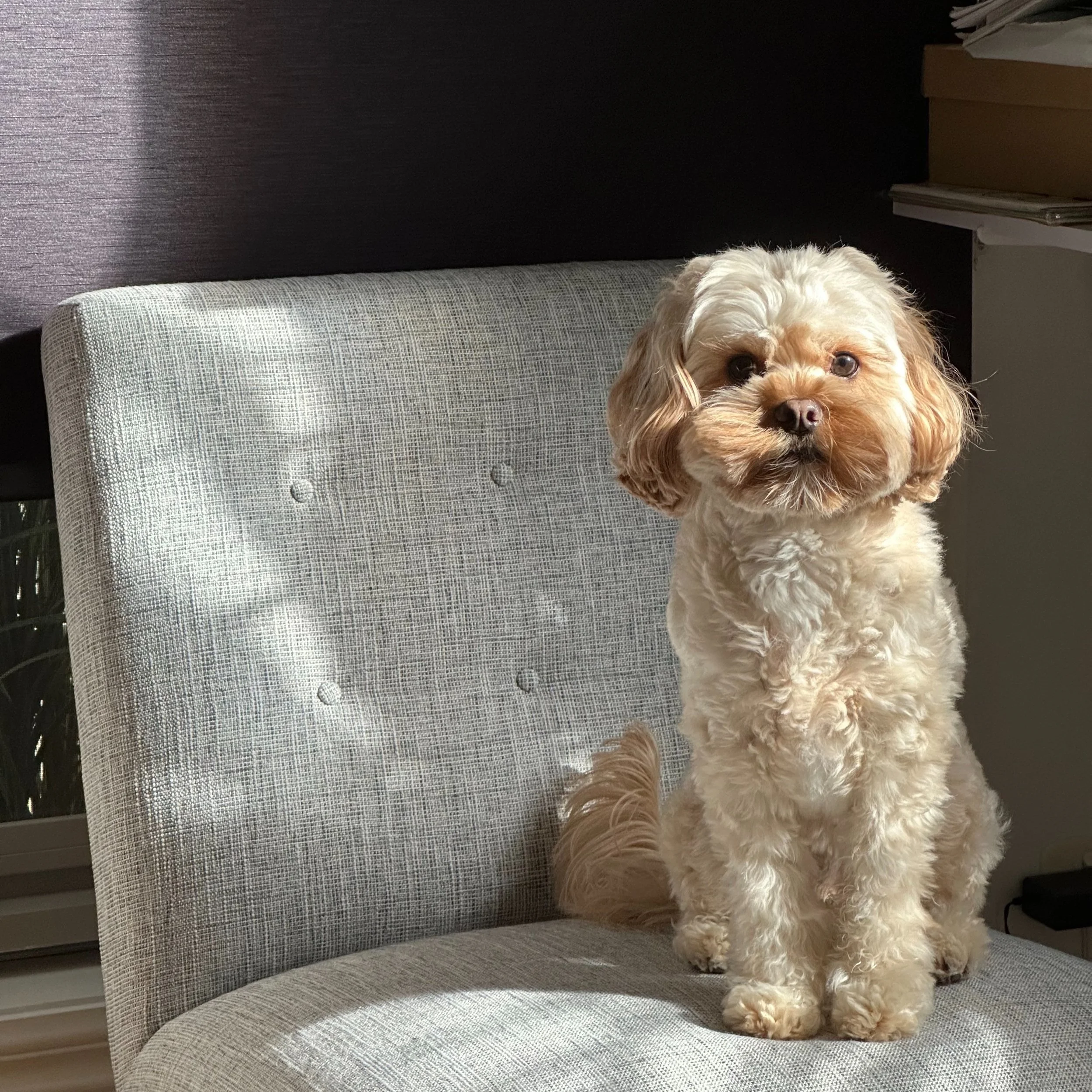 A small fluffy dog sitting on a gray upholstered chair, with sunlight shining on its fur.