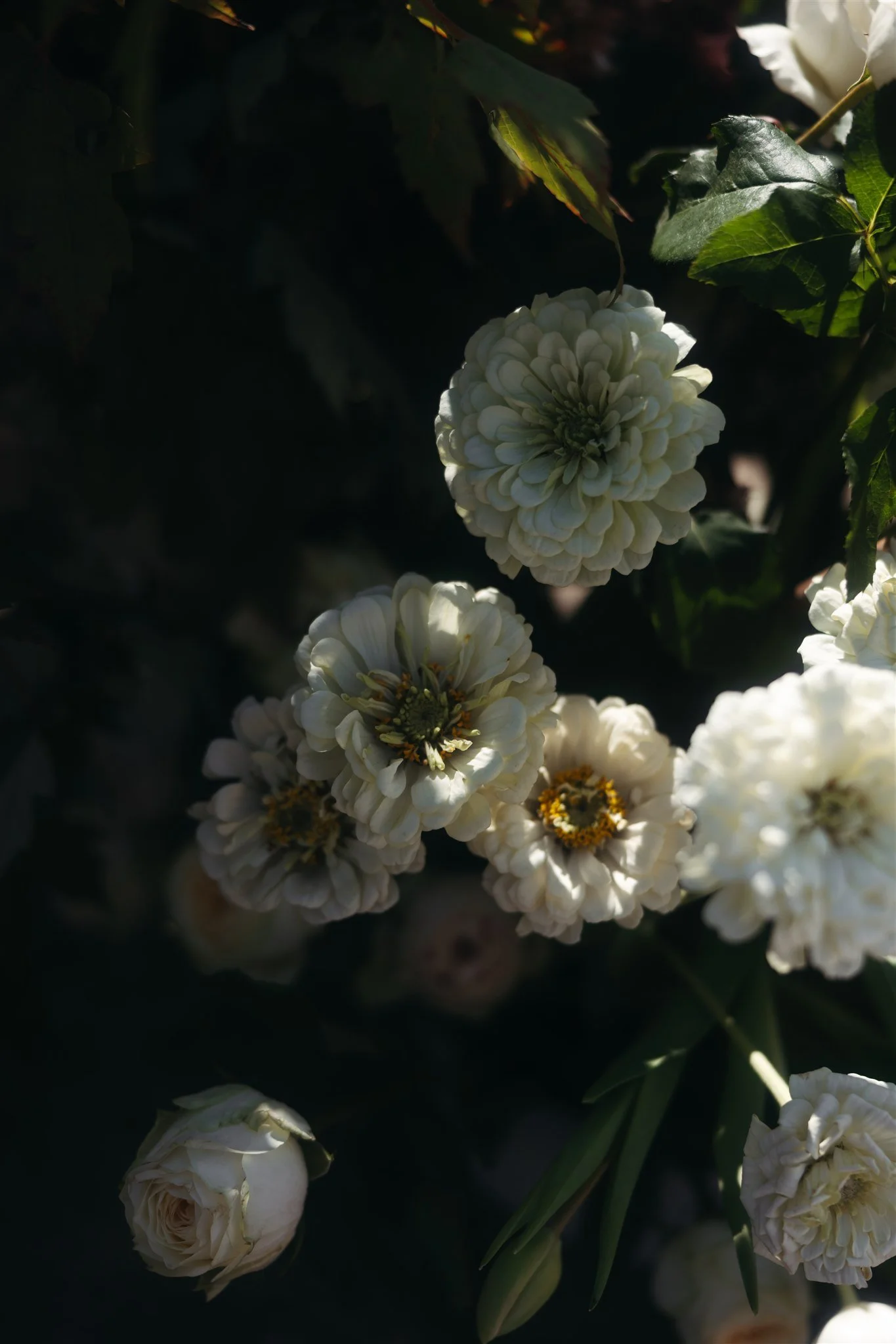 Close-up of white flowers with green leaves in low light background.