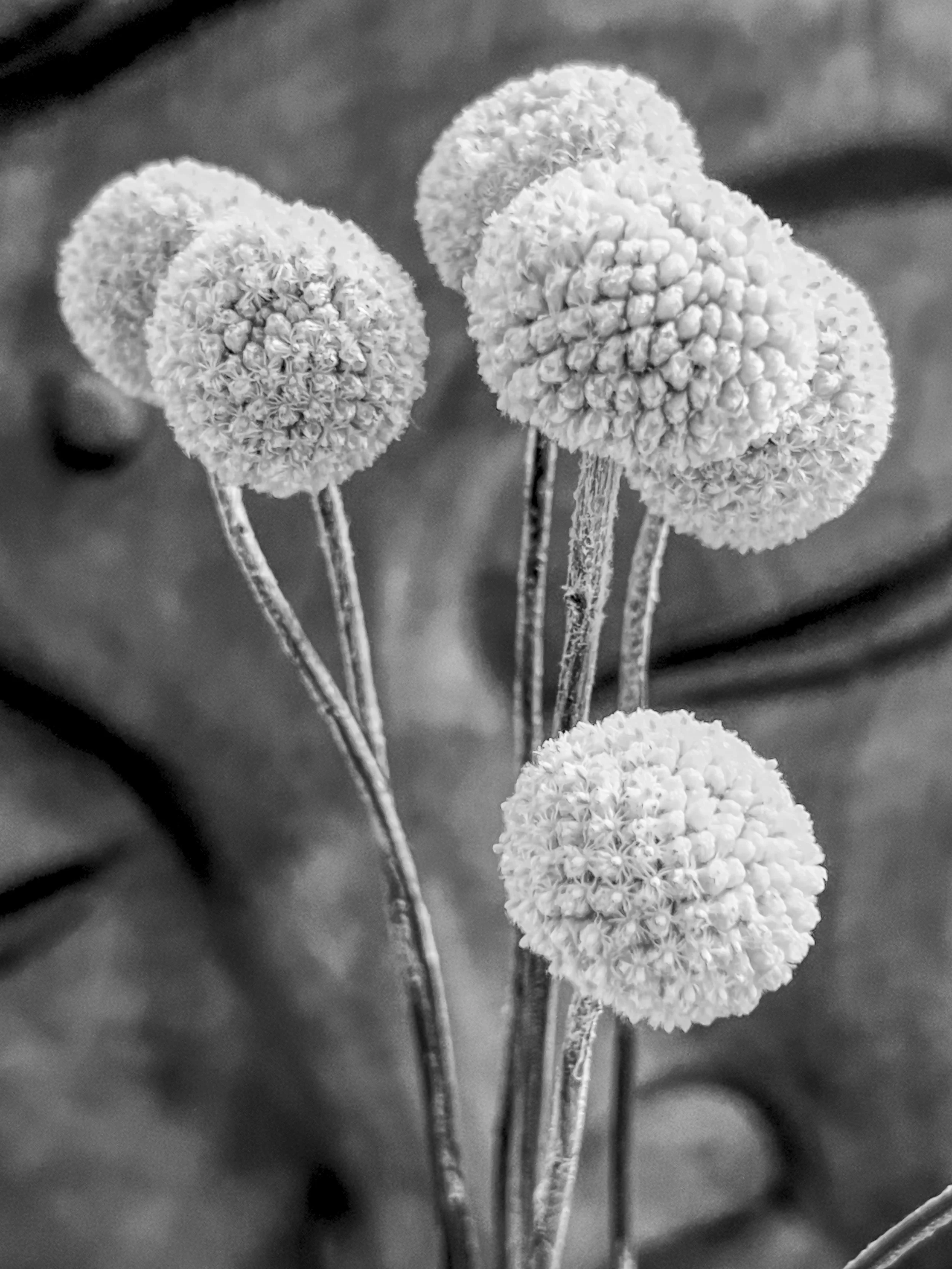 Buddha Black & White.jpg