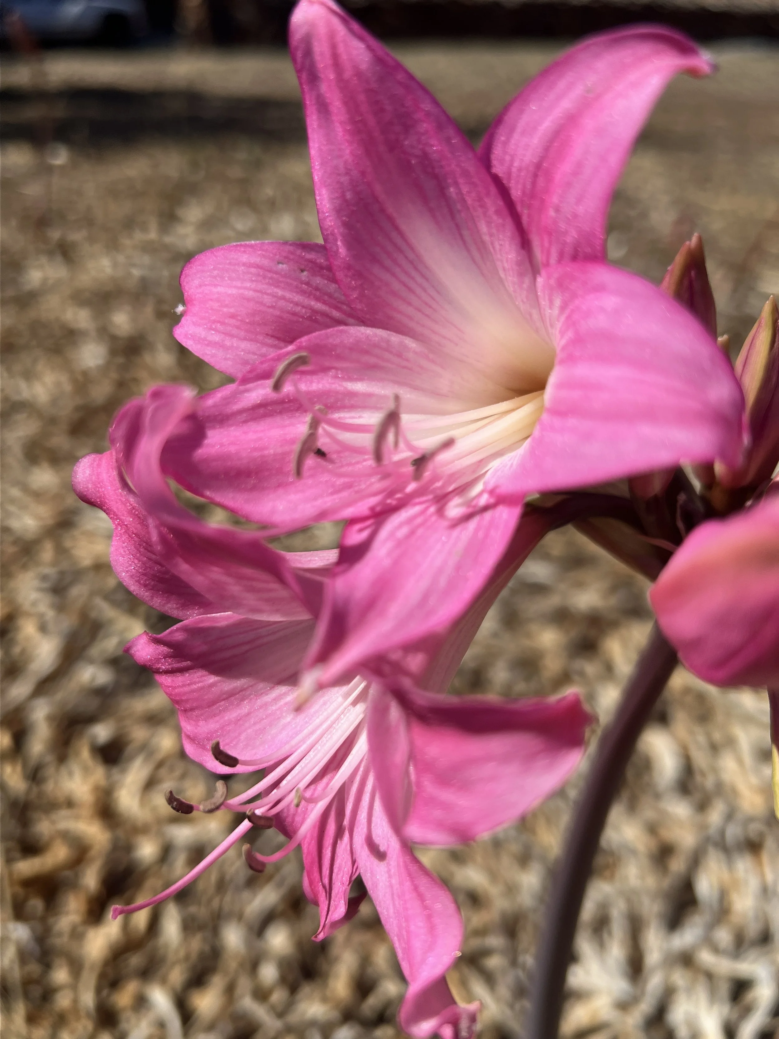 Pink Belladonna Amaryllis flowers also known as naked ladies