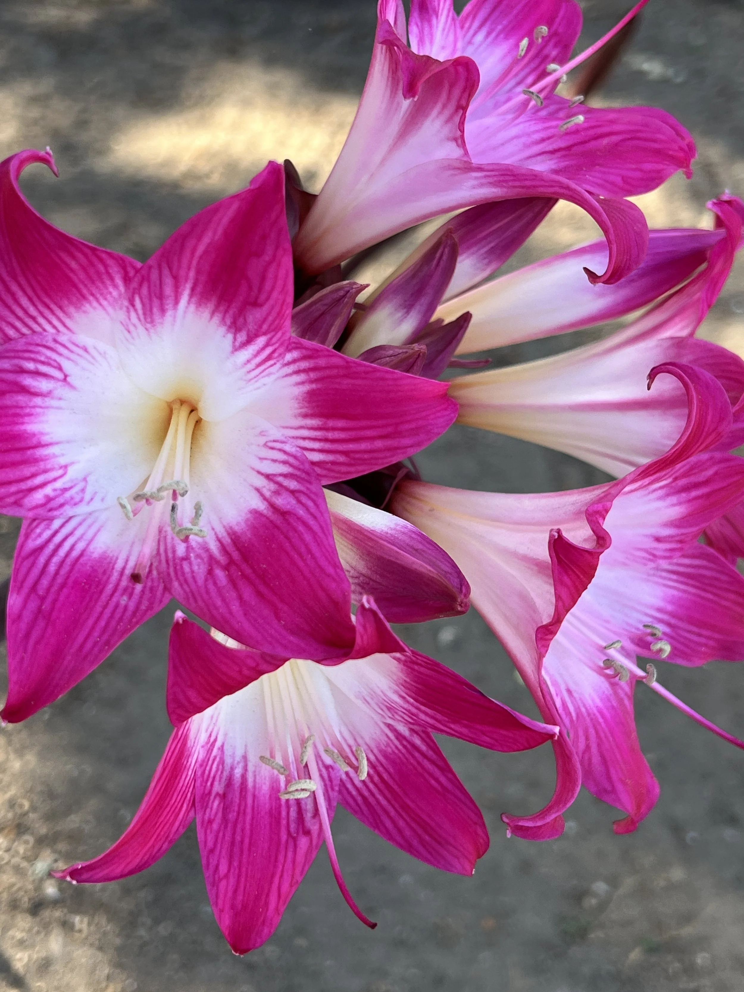 Purple and white belladonna amaryllis flowers for sale in Monterey California