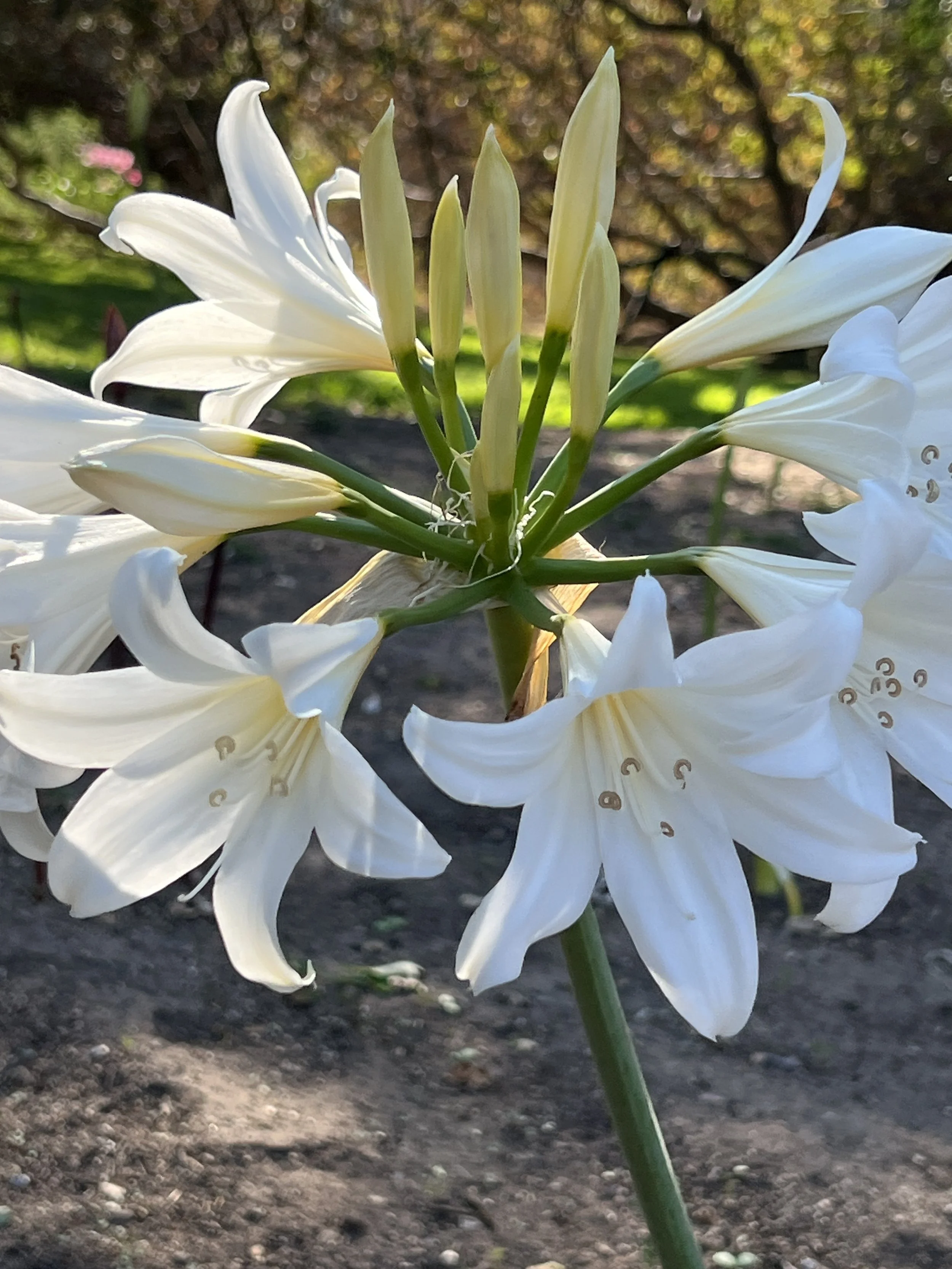 Much more uncommon white Belladonna Amaryllis located in Monterey California
