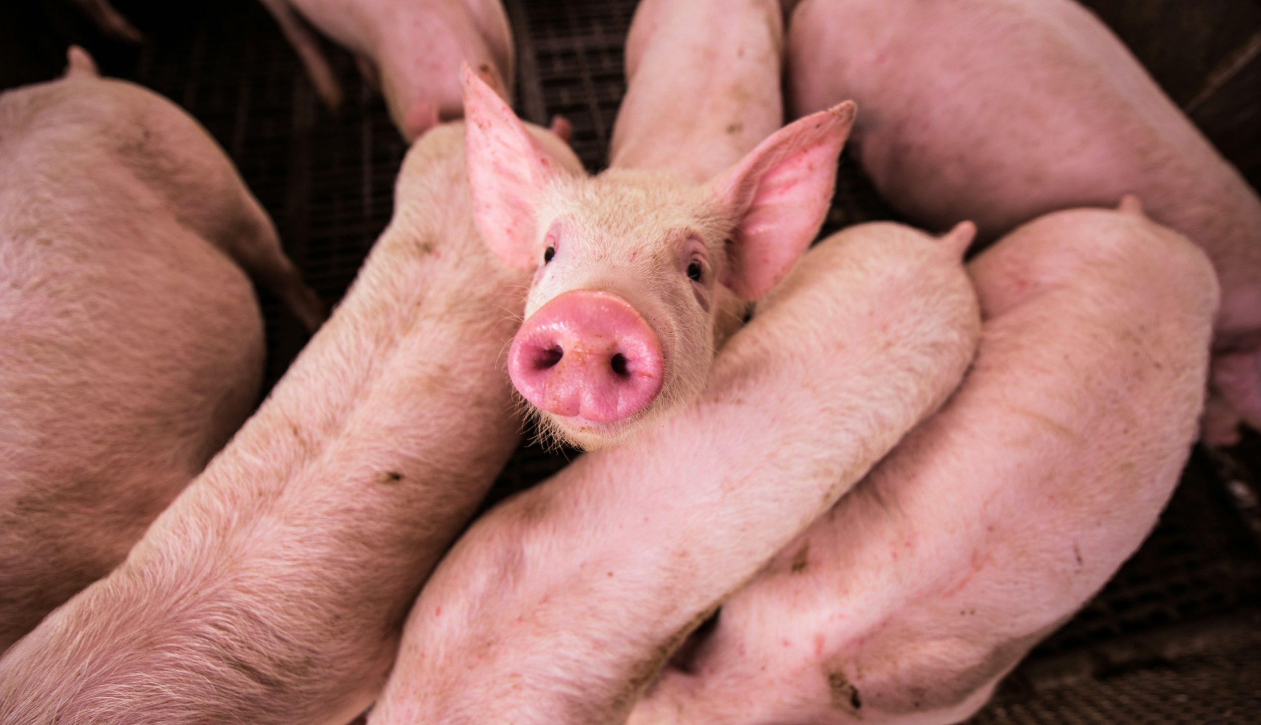 Cochons génétiquement modifiés en Suisse : les dernières évolutions sont préoccupantes