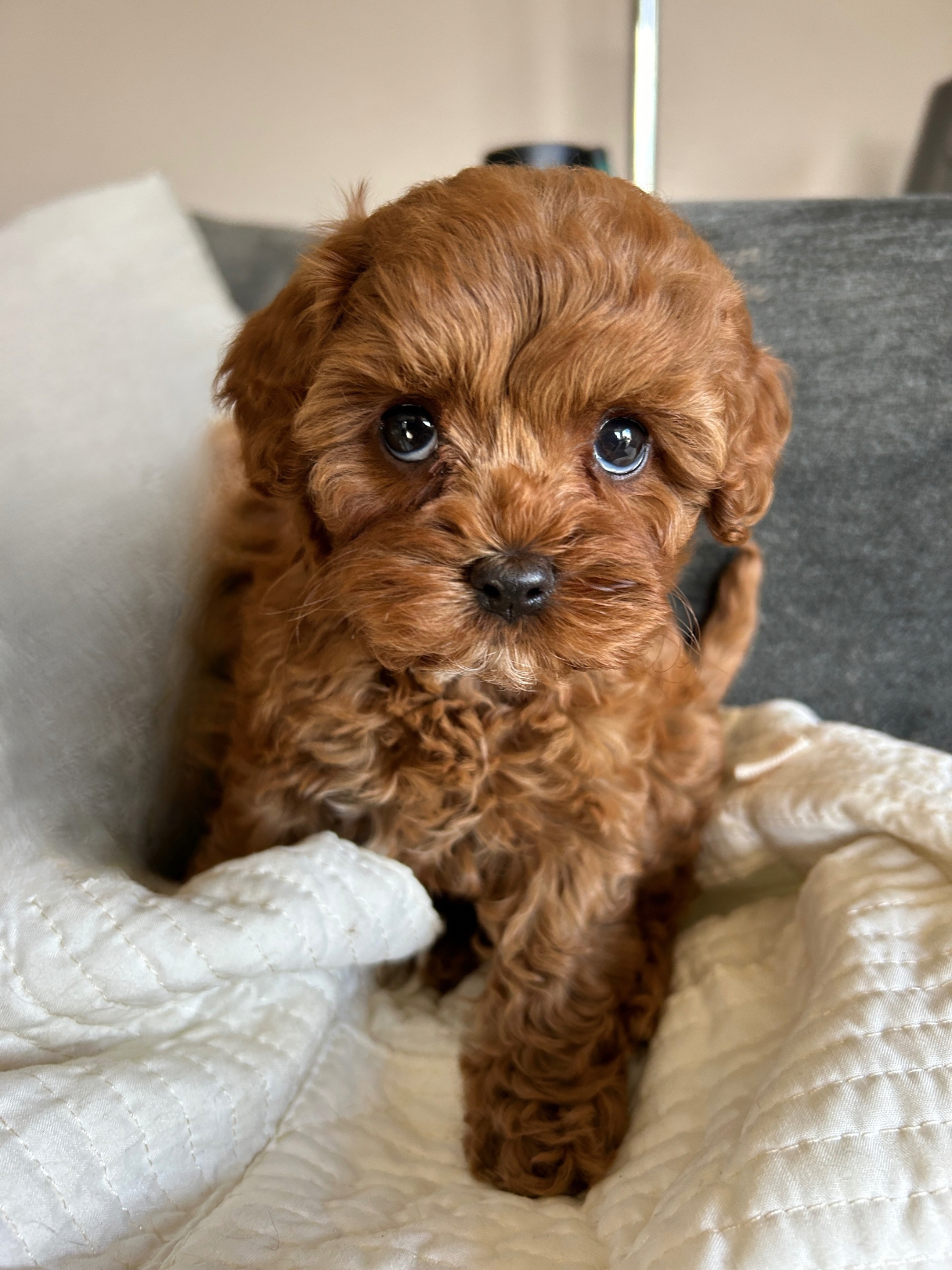 Untitled design 2 copy 2.png