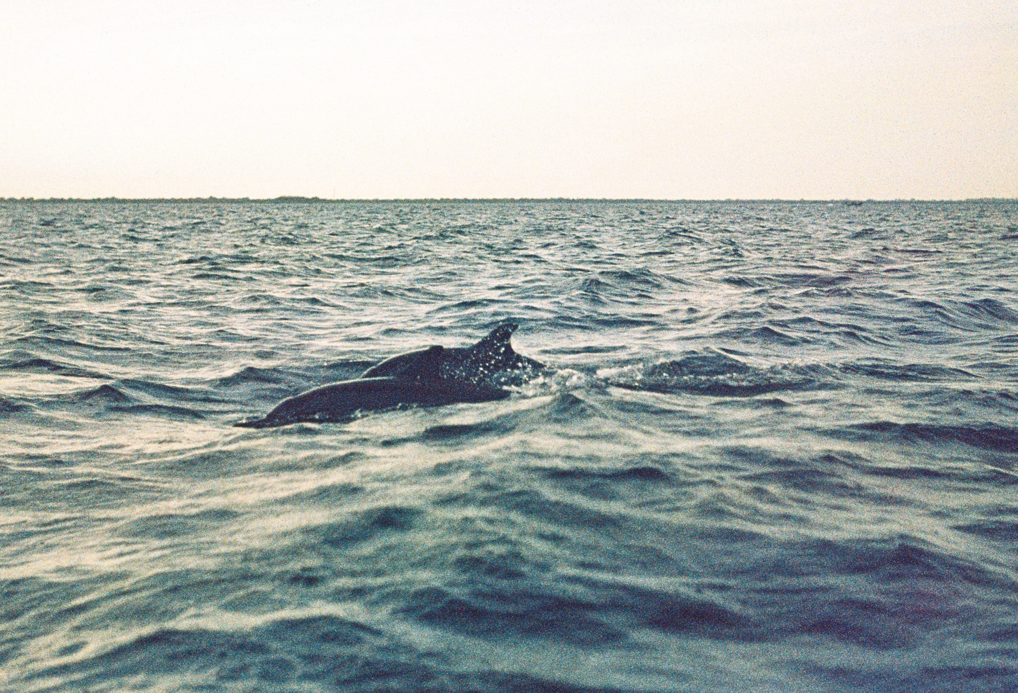 Residents of the ocean