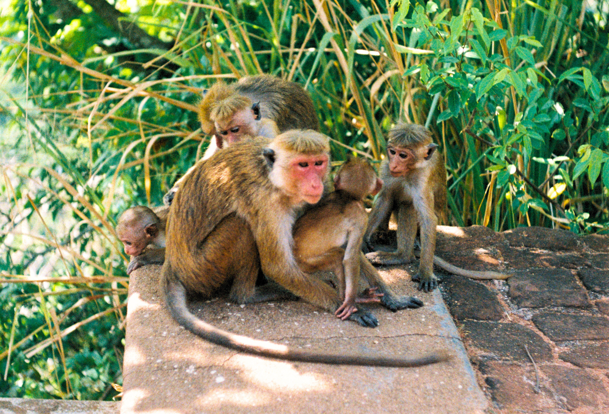 Residents of Fort Sigirya