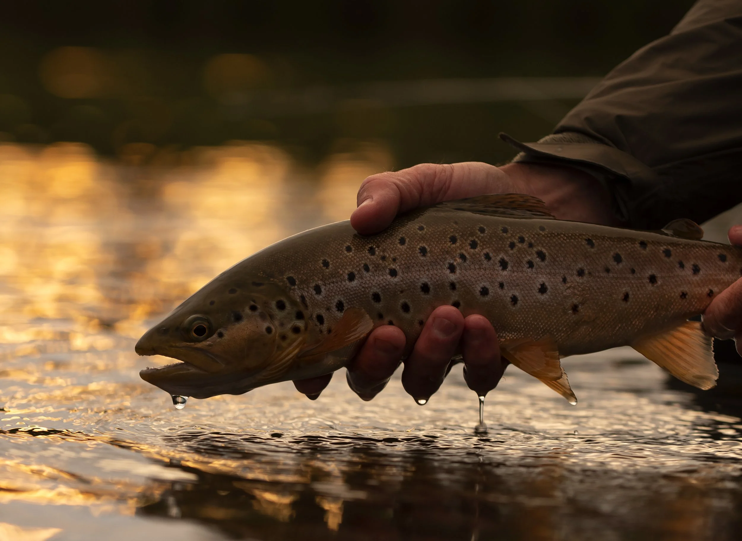 Propellars — Pro Sportfisher