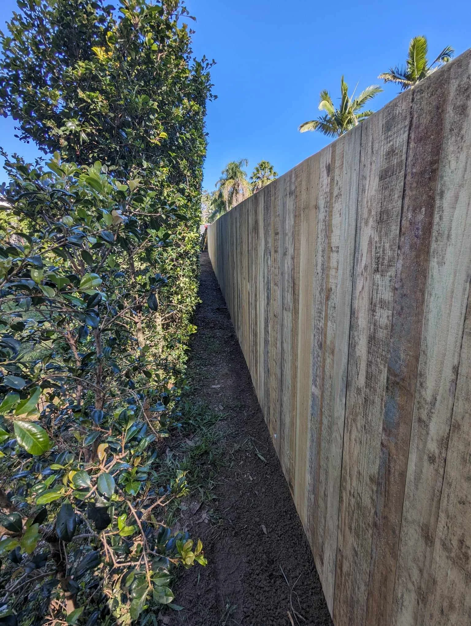 Narrow pathway between a wooden fence and dense hedge under a clear blue sky.