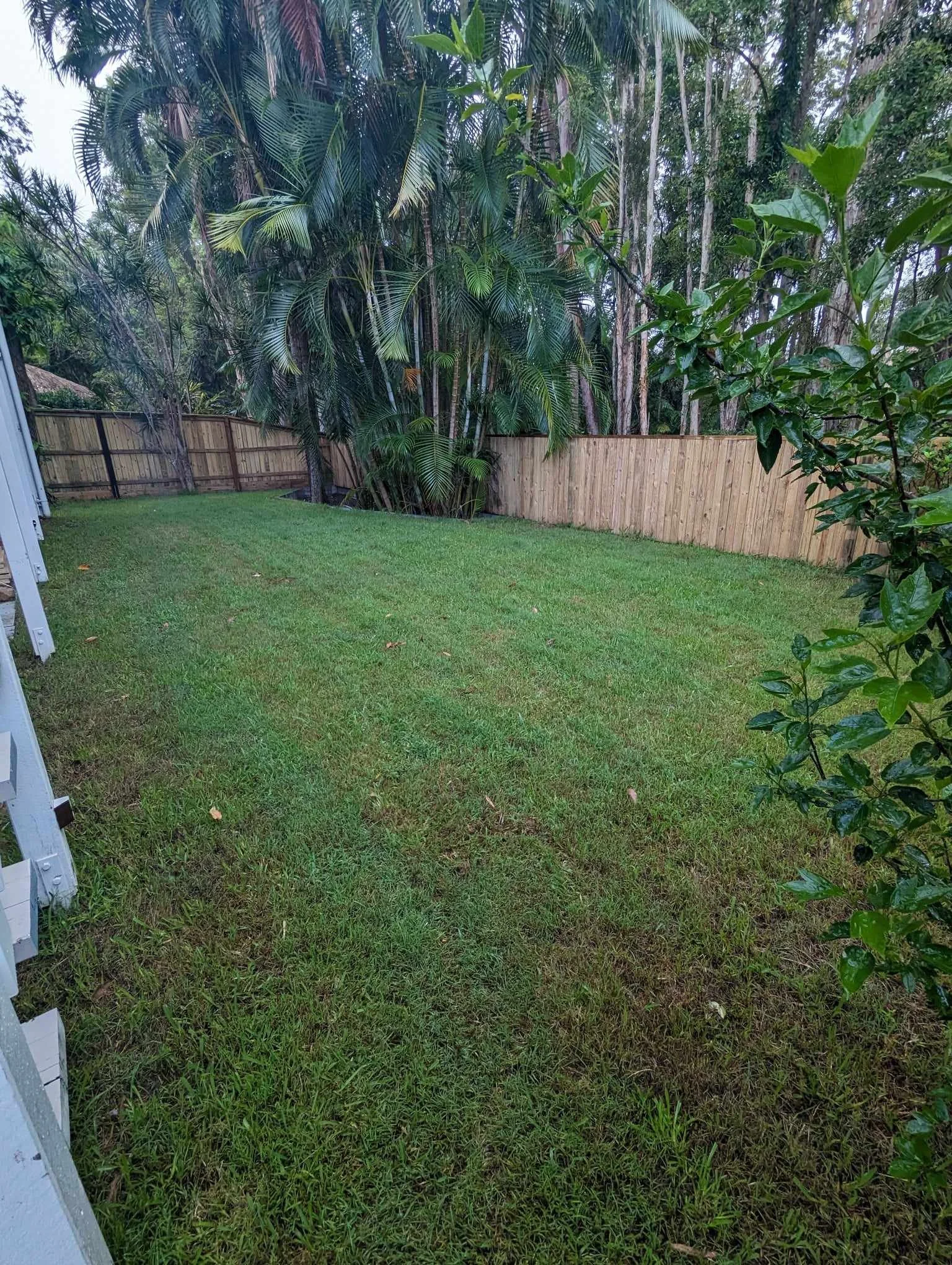 Backyard with green grass, tall palm trees, wooden fence, and bushes.