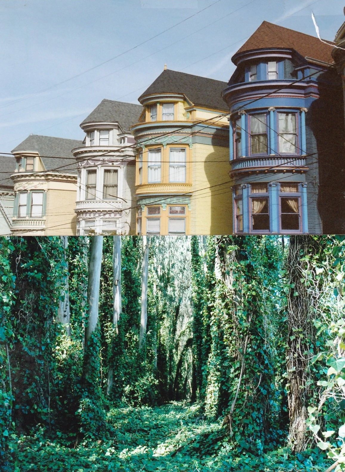 Pacific Heights x Golden Gate Park