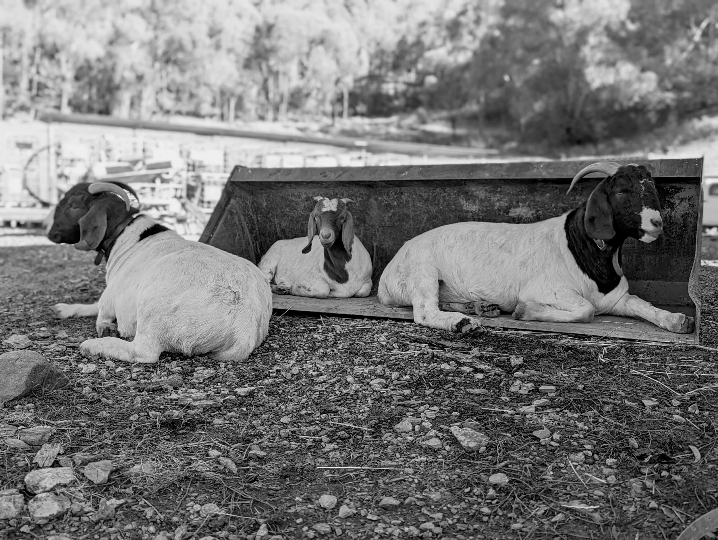 Three goats rest on uneven ground outside, with a small shelter or feeding area behind them. The scene is outdoors with trees in the background, and the photo is in black and white.
