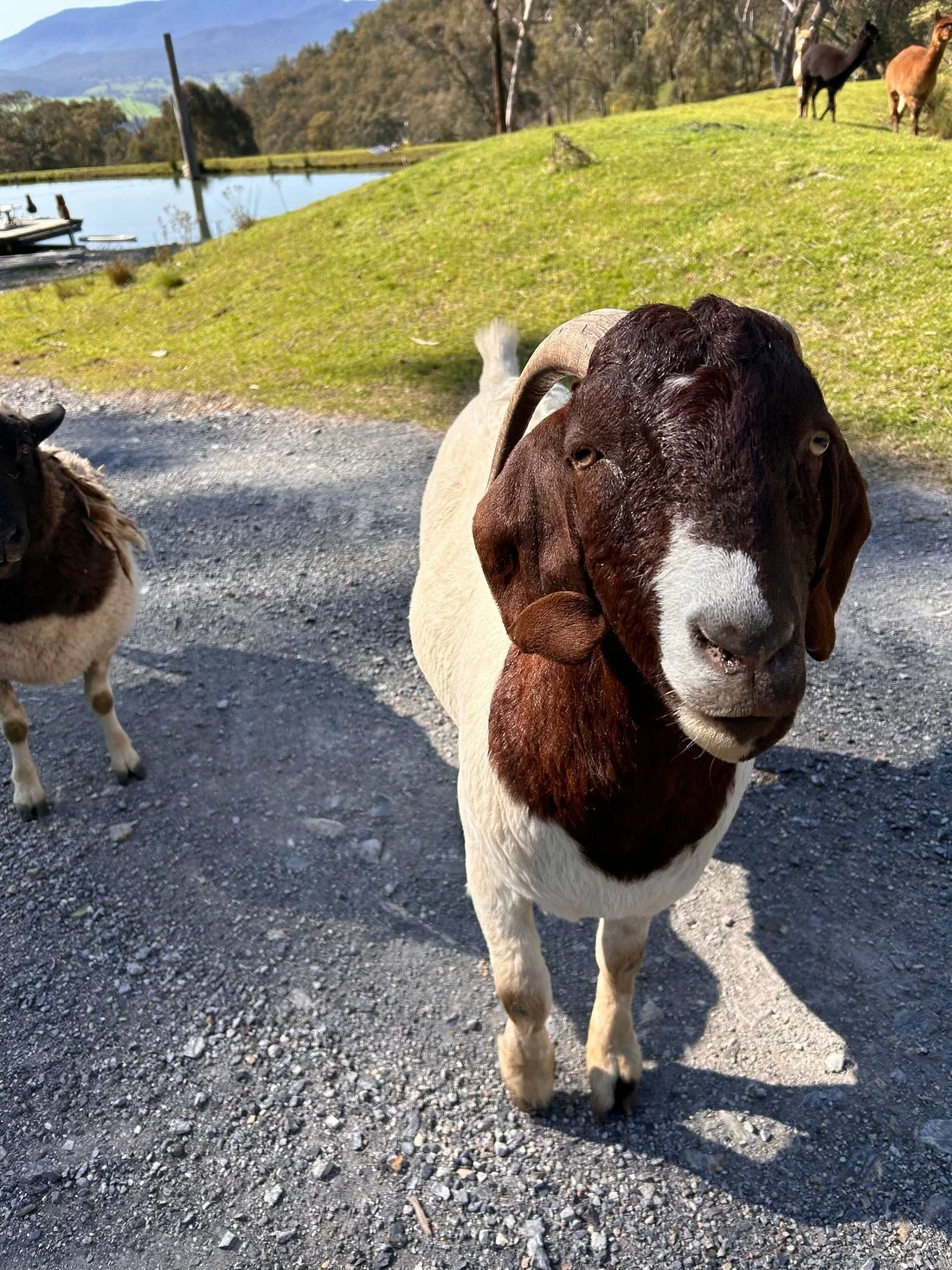Meet the Farm: Winter Edition