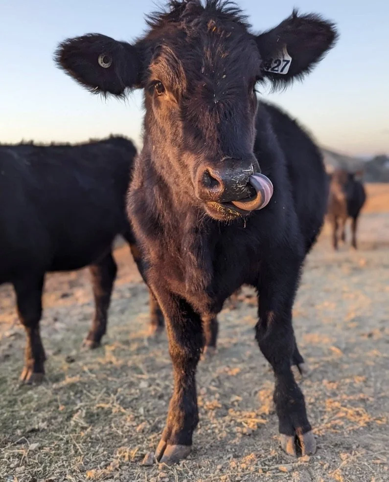 Meet the Farm: Spring in the King Valley: A Local's Guide to the Season