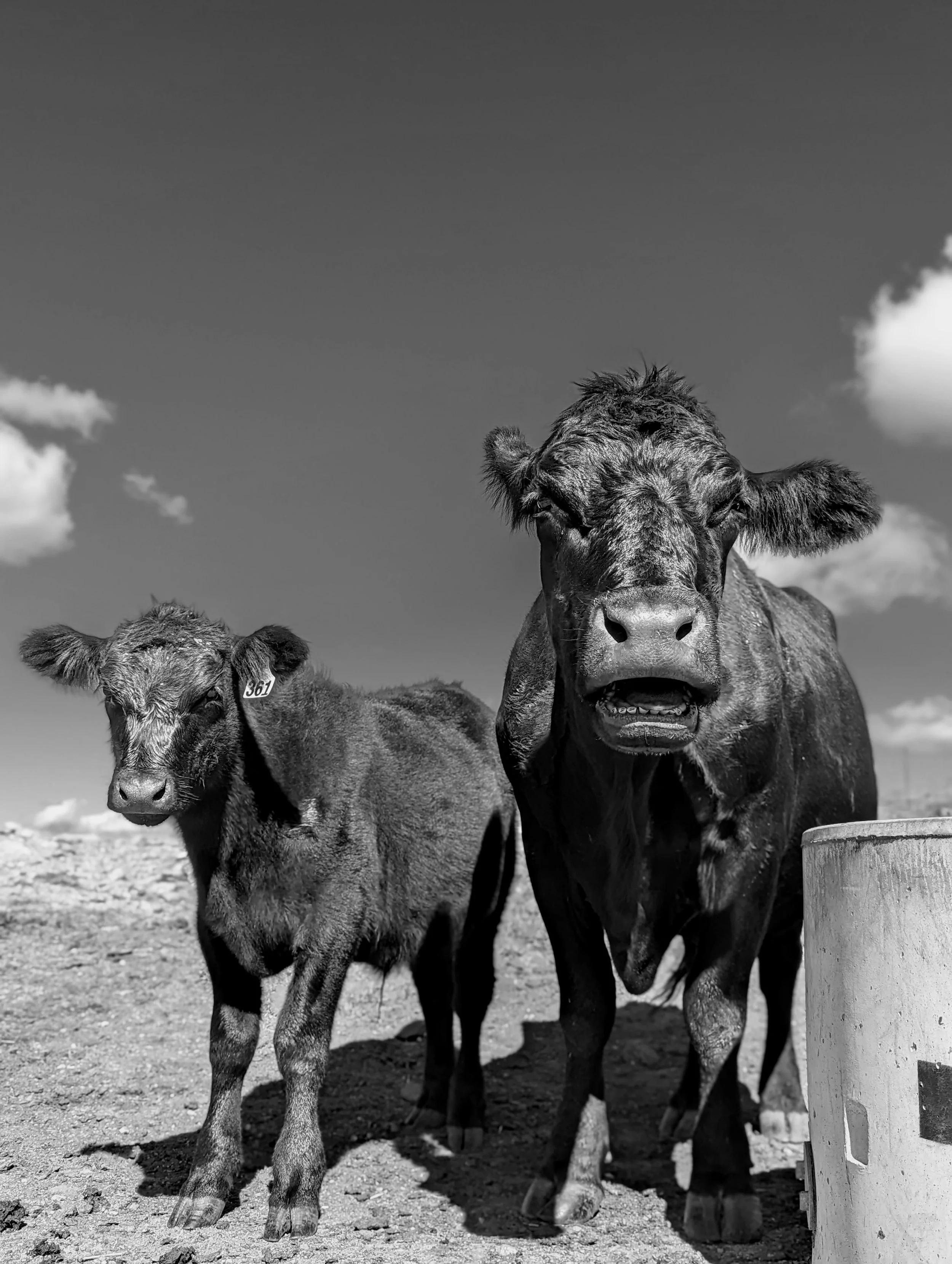 Black and white photo of a large cow and a smaller calf standing outdoors on a dirt surface under a partly cloudy sky.
