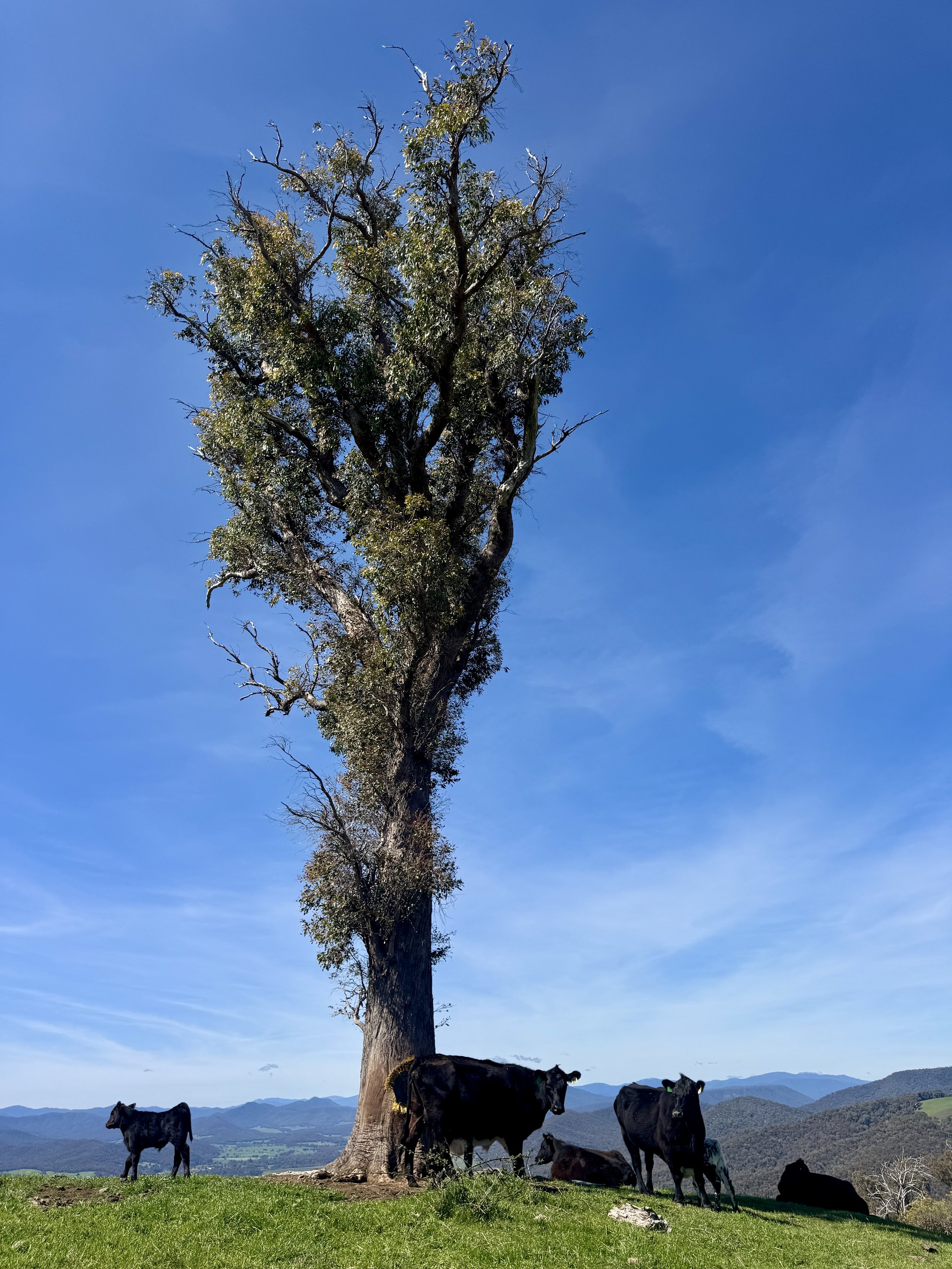 5 Things Guests Love Most About Staying at Bluestone Ridge