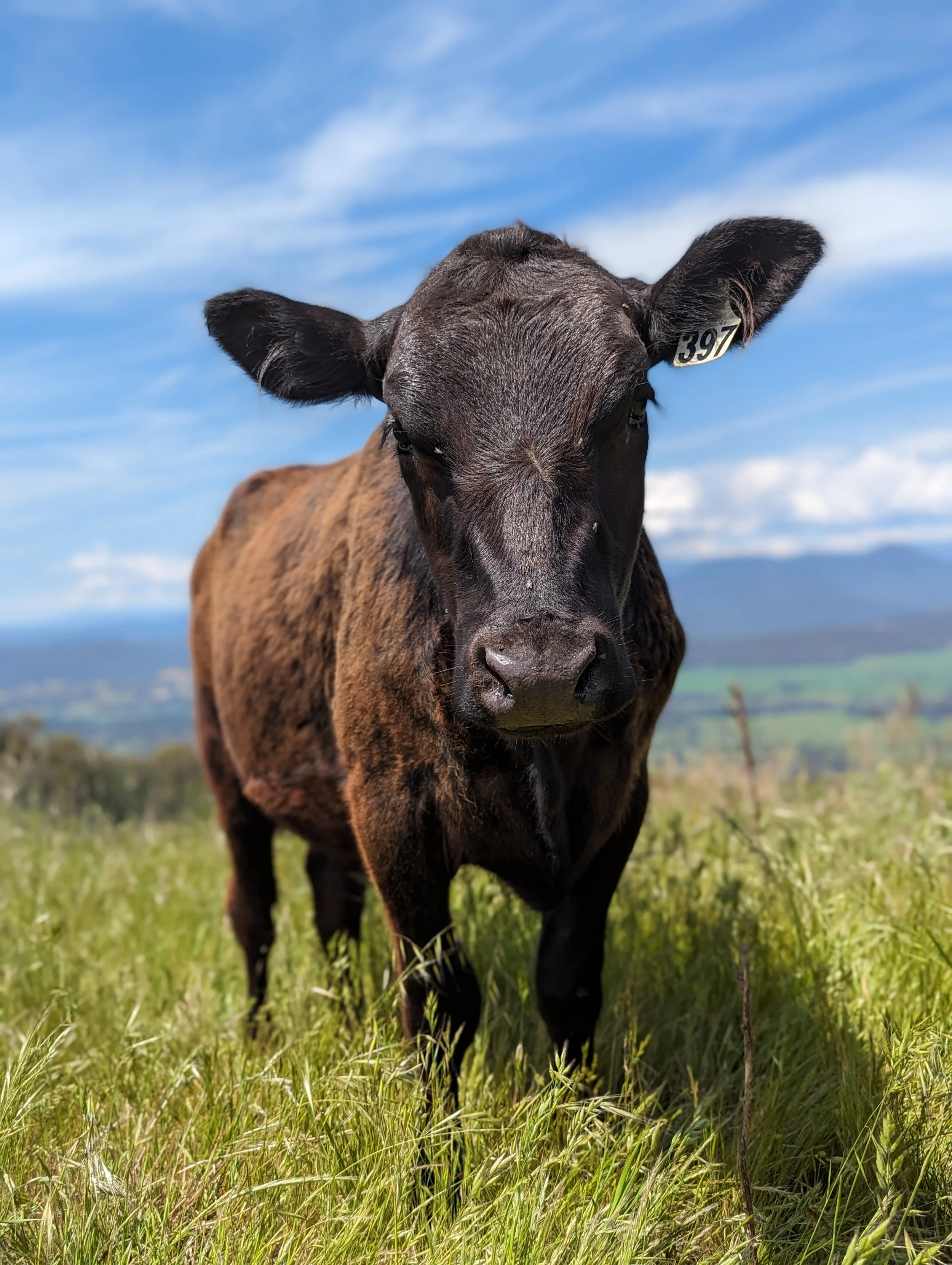 THE COW - Get the best Farm Stay Experience