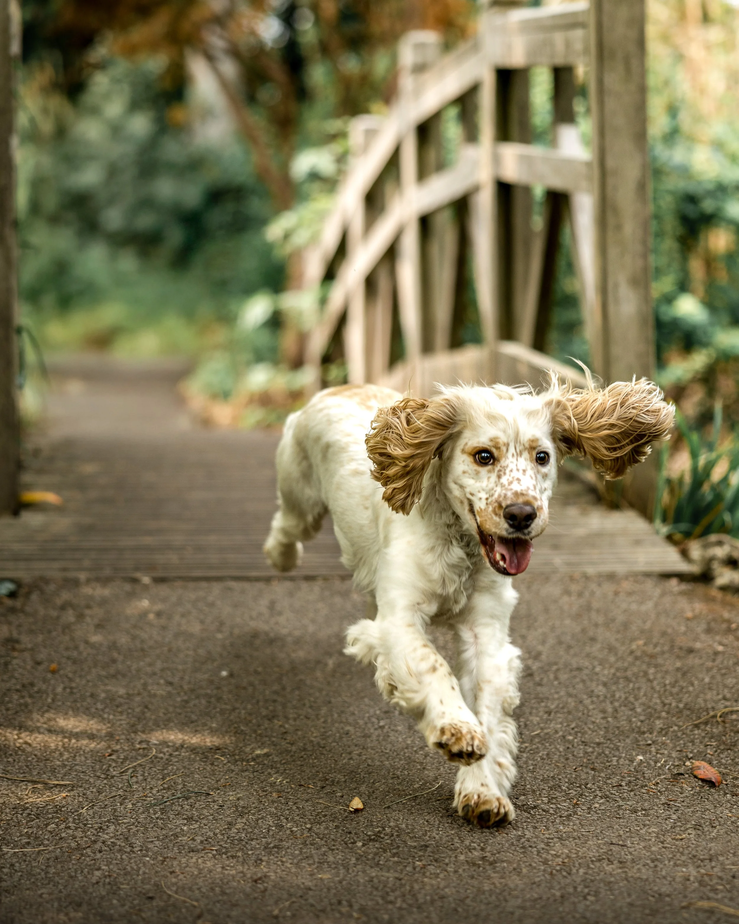 Huxley (3).jpg