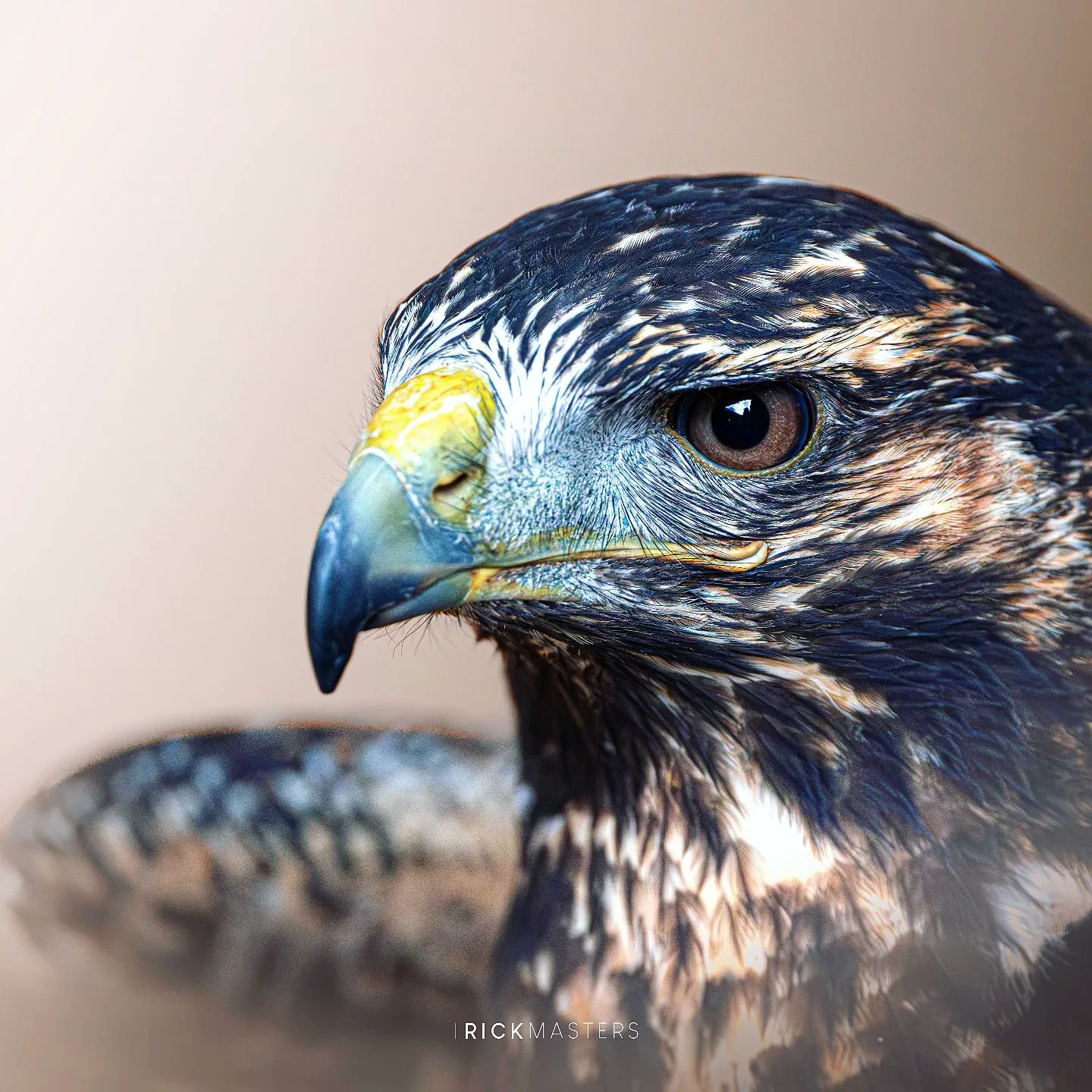 Watched like a hawk.

#hawk #RicksWildSide #ARickPic #birdphotography #birdsofprey #ig_wildlife #igscwildlife #bbcwildlifepotd #ARickPic #infinity_worldshoot #artforyourworld #animals_shotz #nature_sultans #splendid_animals #nature_perfection #amazin