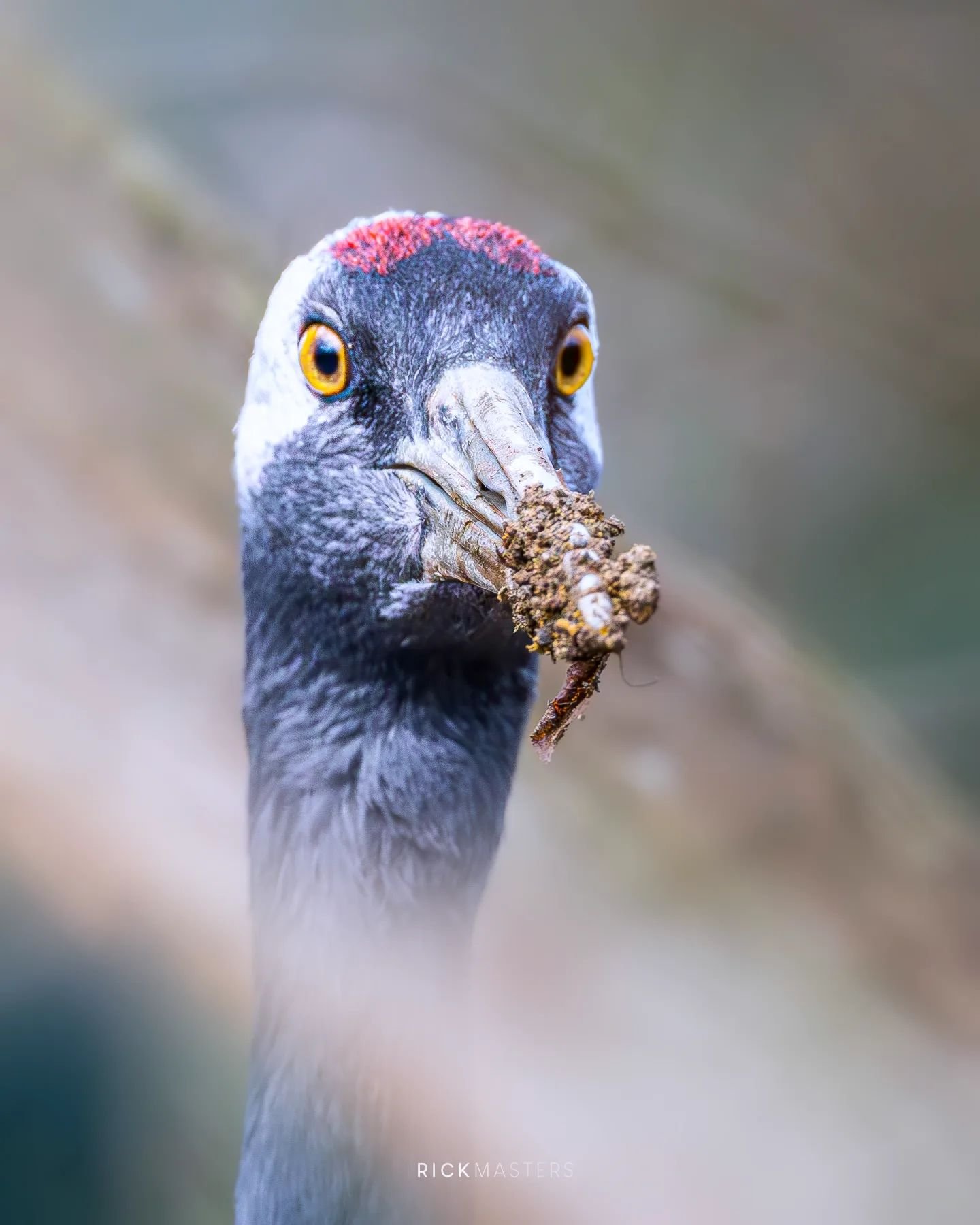 Delicious dirt.

#ARickPic #RicksWildSide #bird