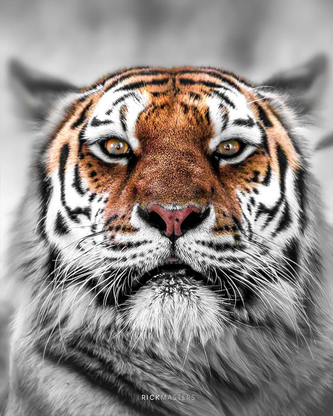 Experimental edit of this magnificent beast.


#RicksWildSide #wildlifephotographer #wildlifephotography #wildlifeplanet #wildlifeaddicts #wildlifeplanet #wildanimals #wildside #nature #naturephotography #animalphotography #ARickPic
#animals #anima