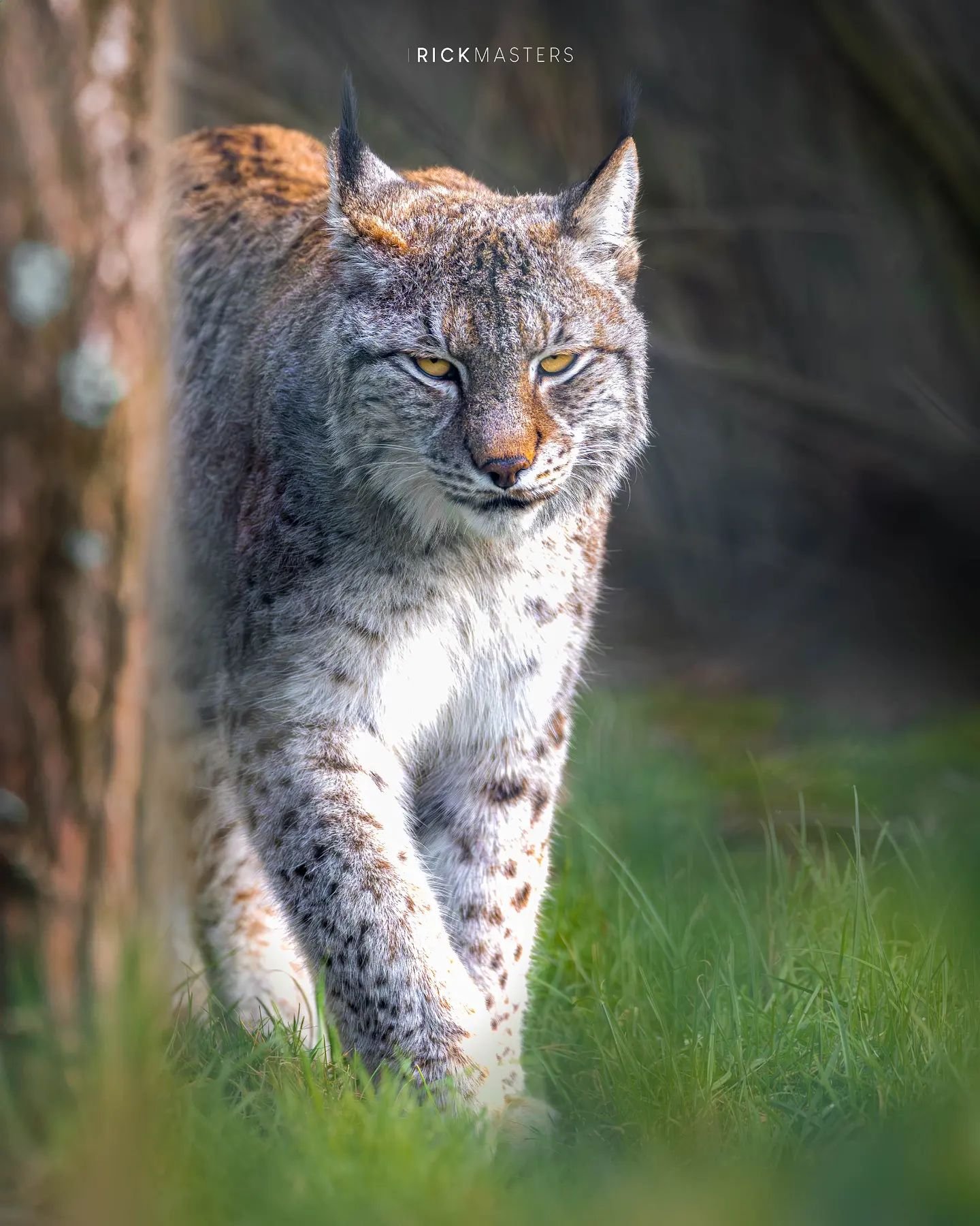The Lynx died out in the UK somewhere between four and ten thousand years ago and by the way this fella interacted with me, it's probably a good thing for me. It was my first time Northern Eurasian Lynx and he was proper eyeing me up for a meal. This