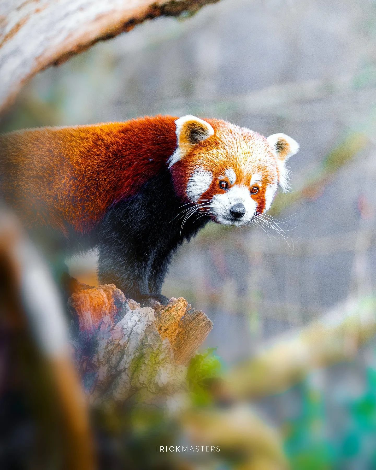 FINALLY! I finally got back out and about with my camera and shot some wildlife! This beautiful little Red Panda was taken at Lake District Wildlife Park. Red pandas are quickly becoming one of my favourite animals.

Theres quite a sad story regardin