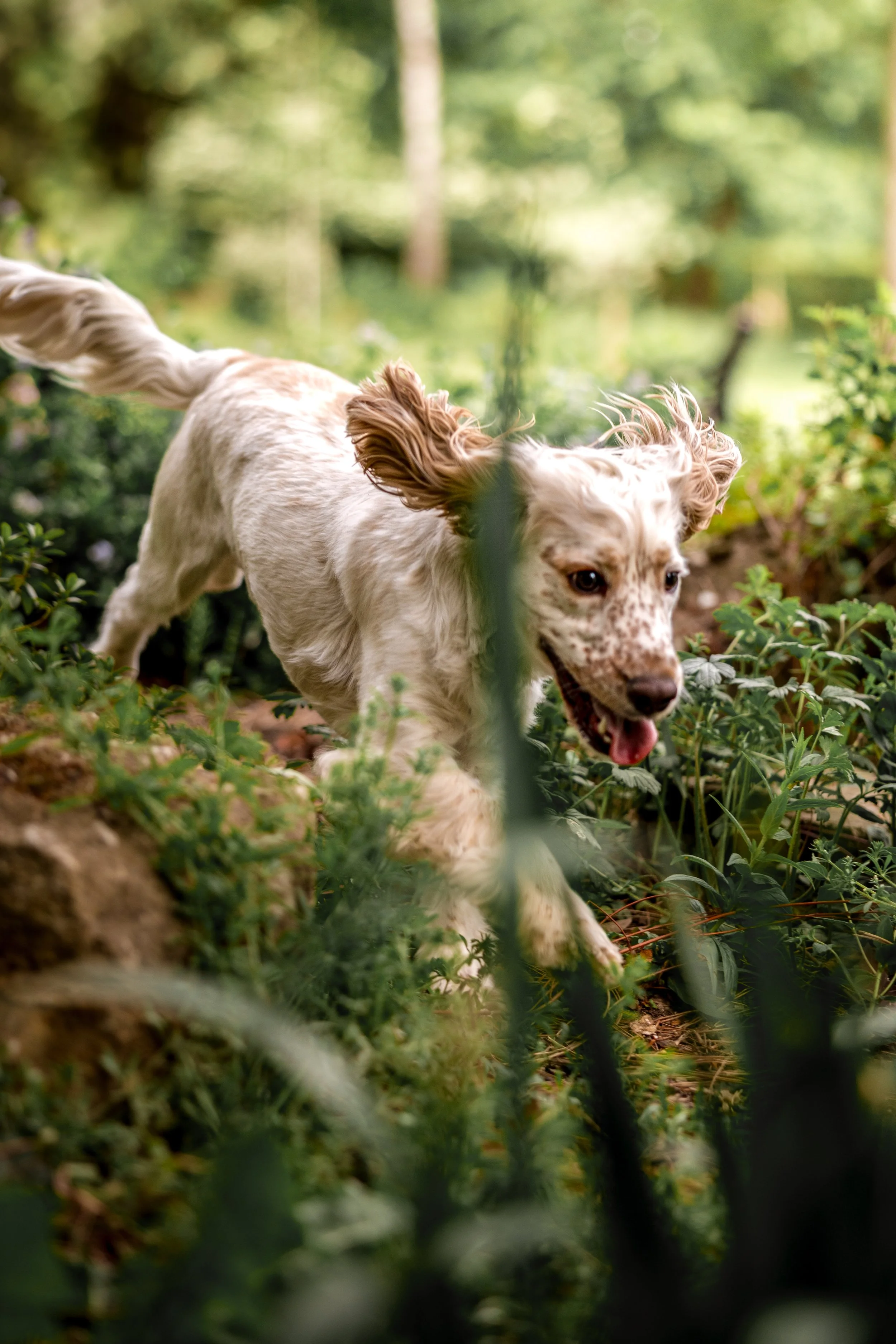Huxley (6).jpg