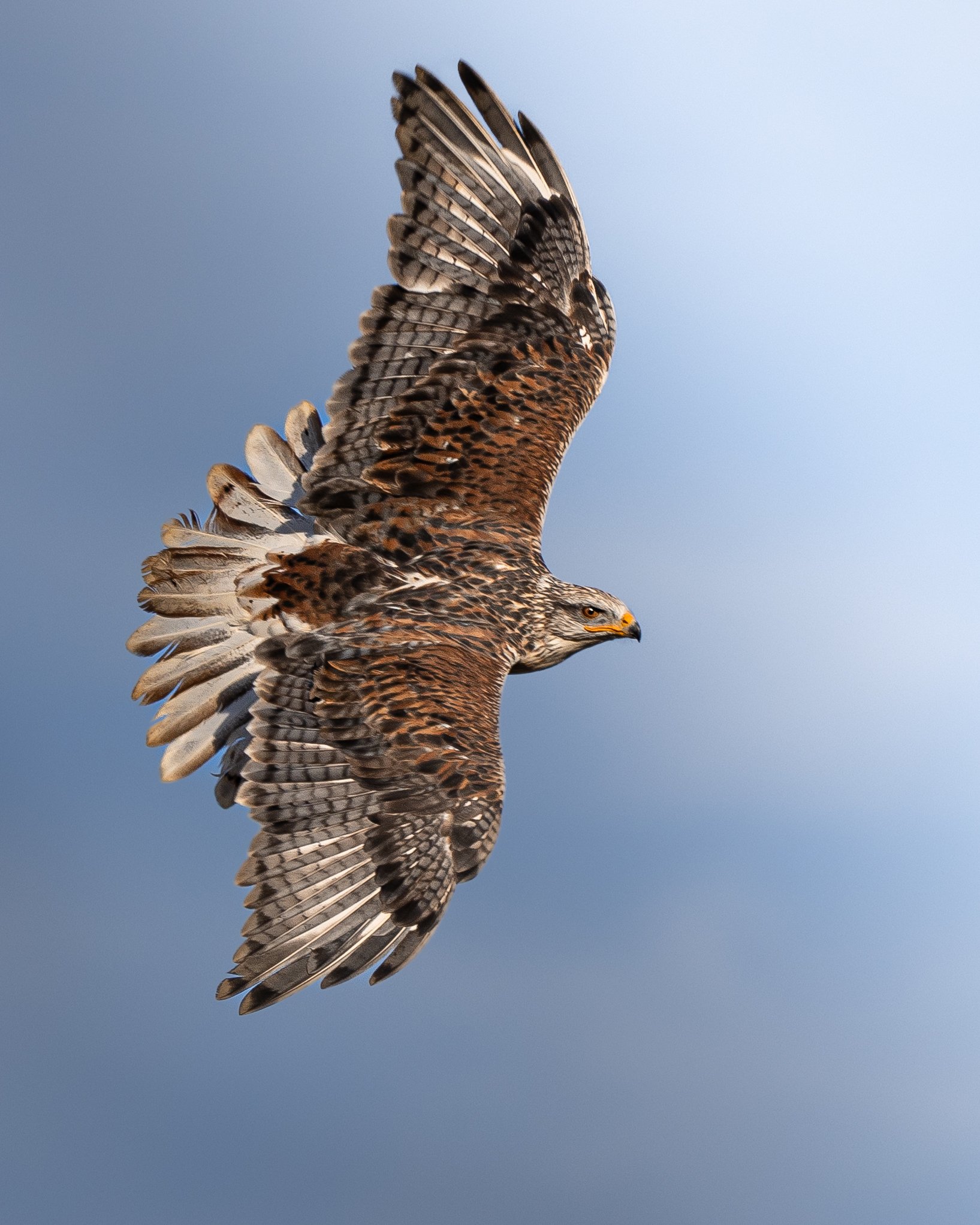 _11A9007-Edit-2-2.jpg