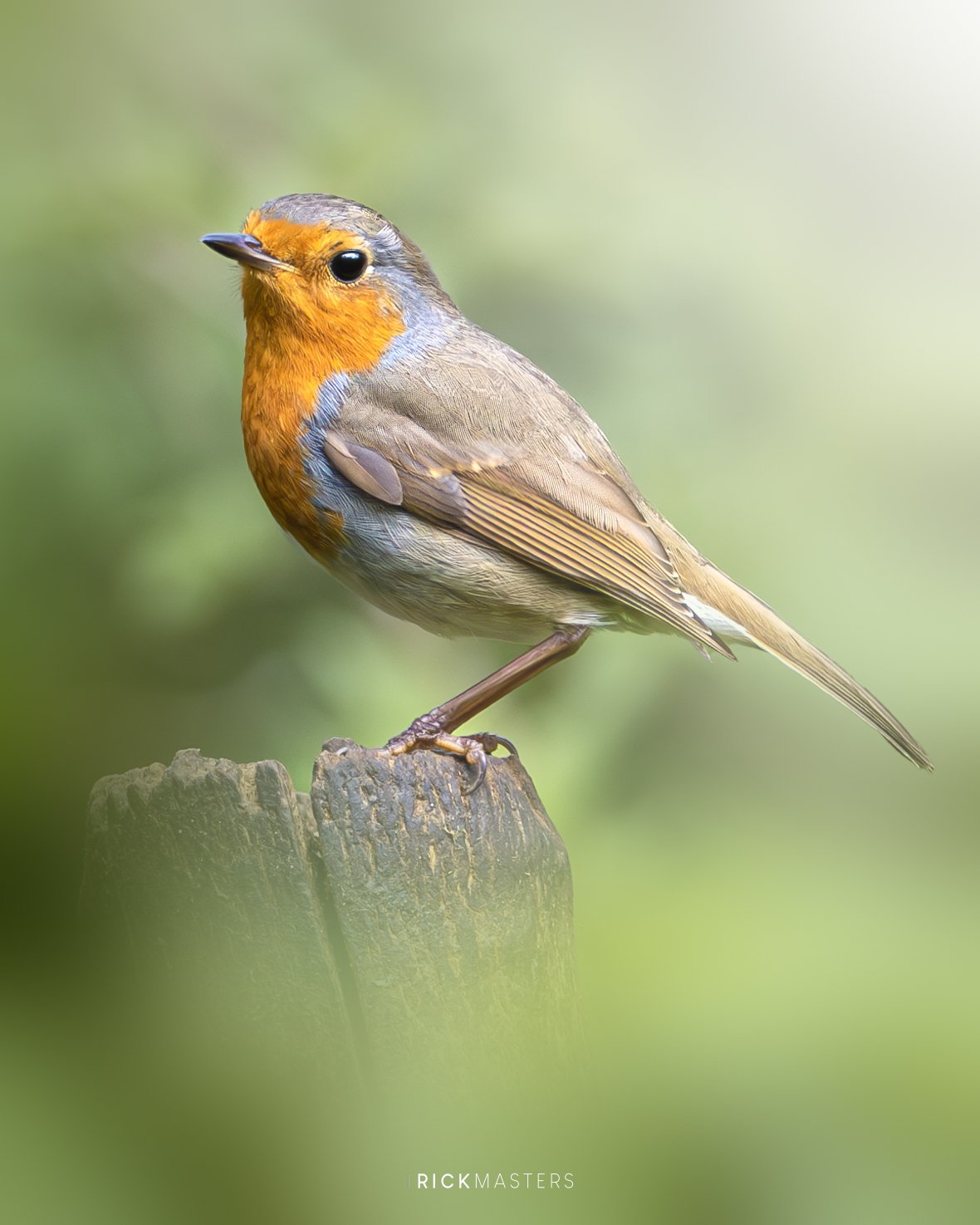 Robin.jpg