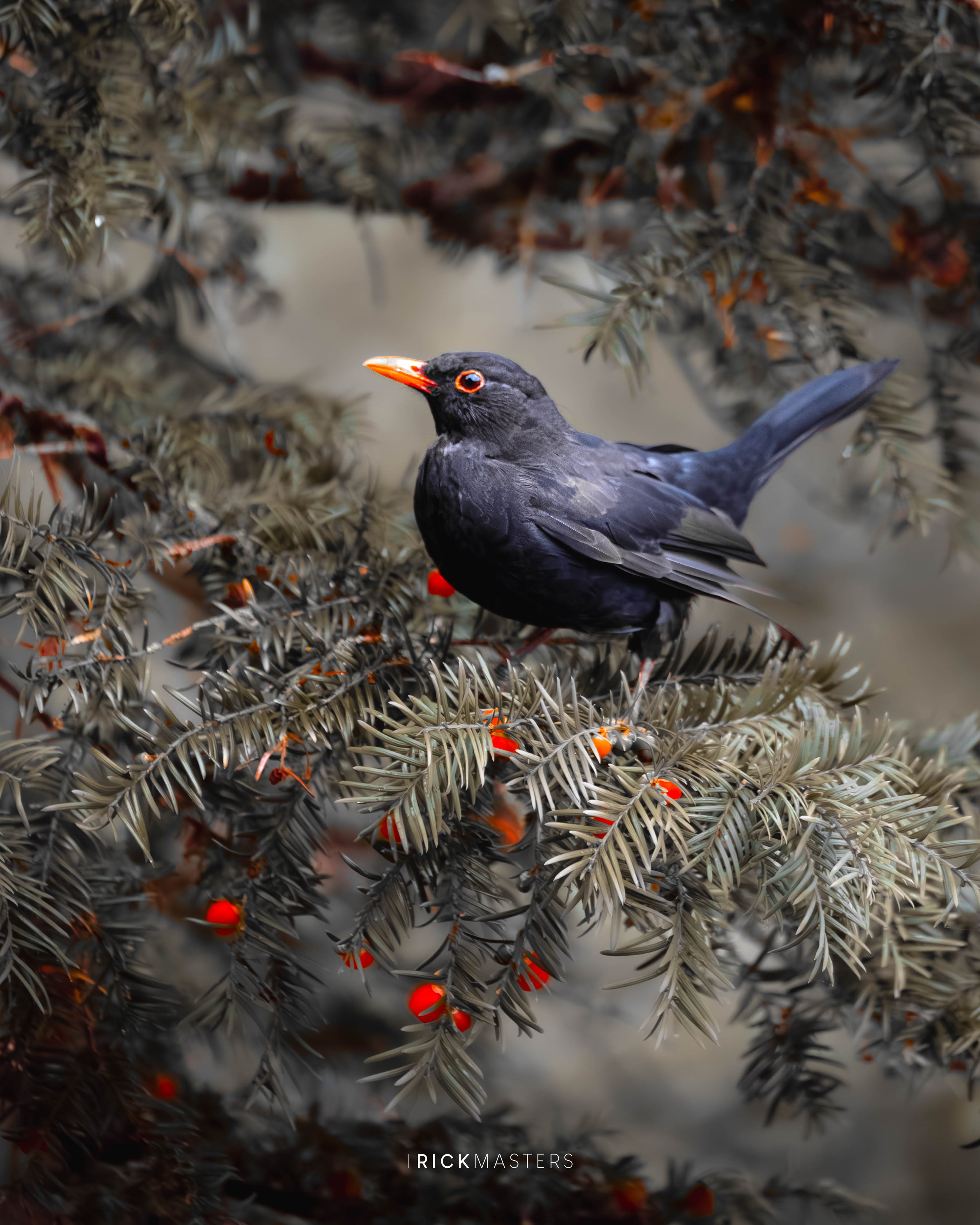 _11A7134-Enhanced-NR-3.jpg