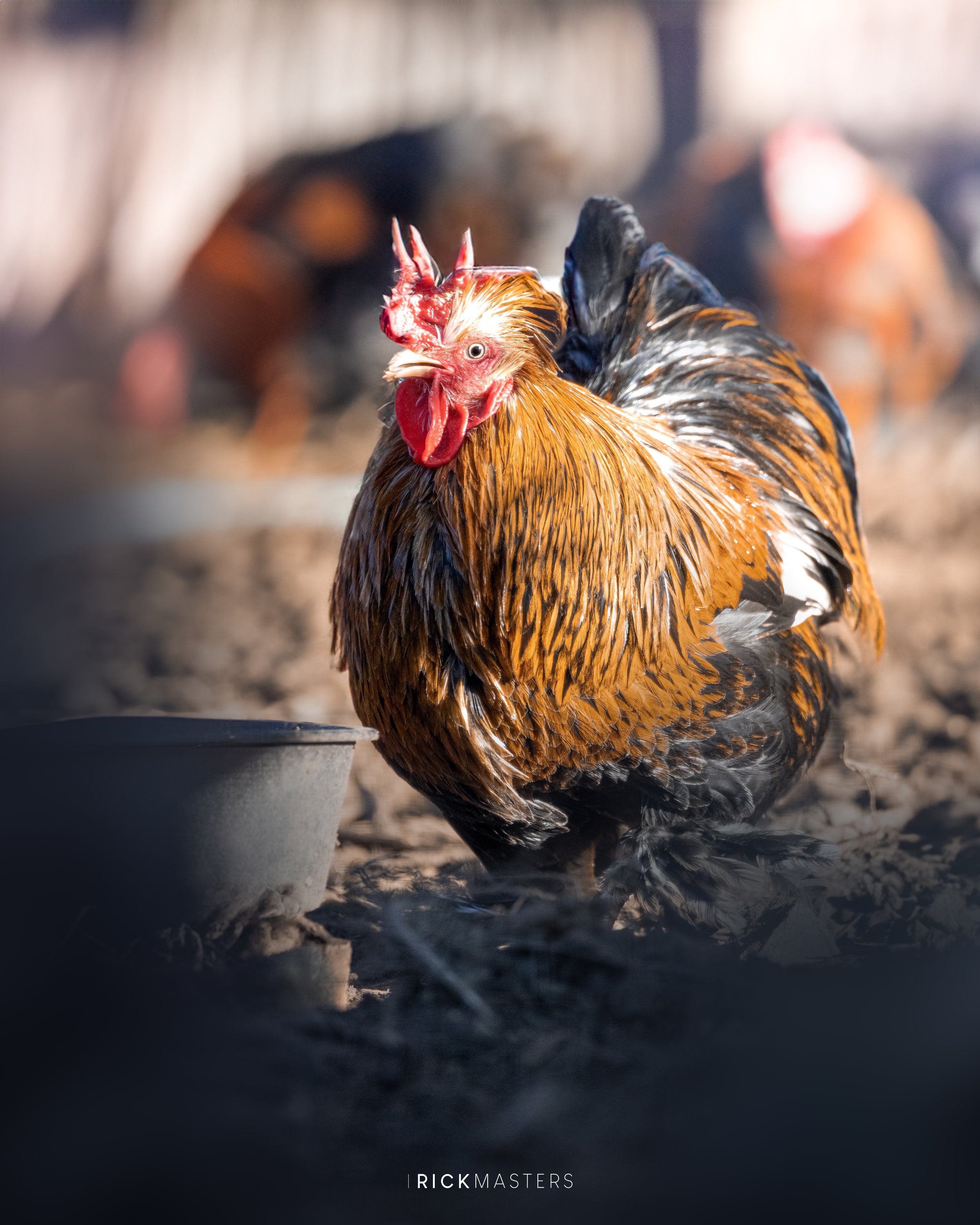 _11A8810-EditChicken-Recovered-4.jpg