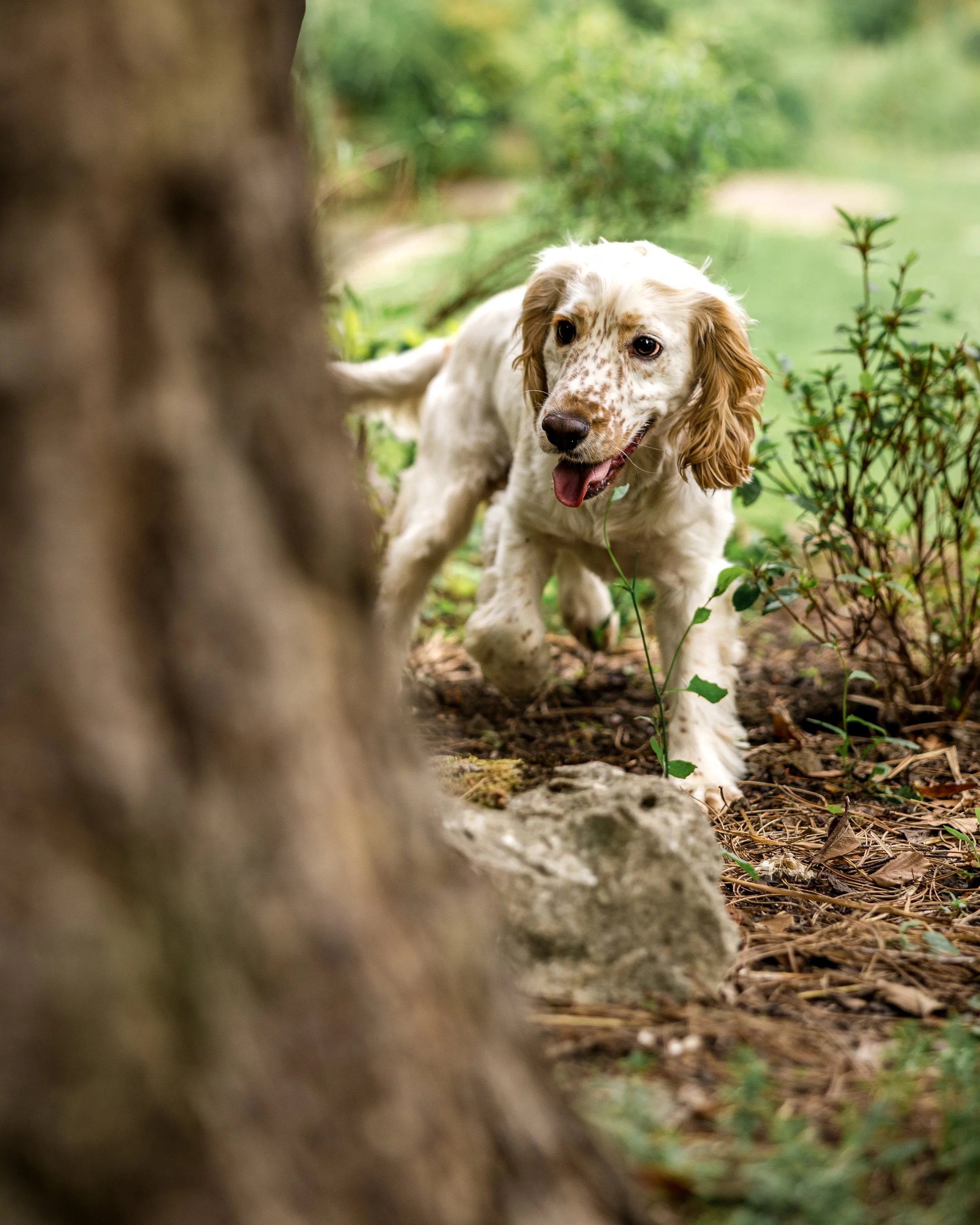 Huxley (8).jpg