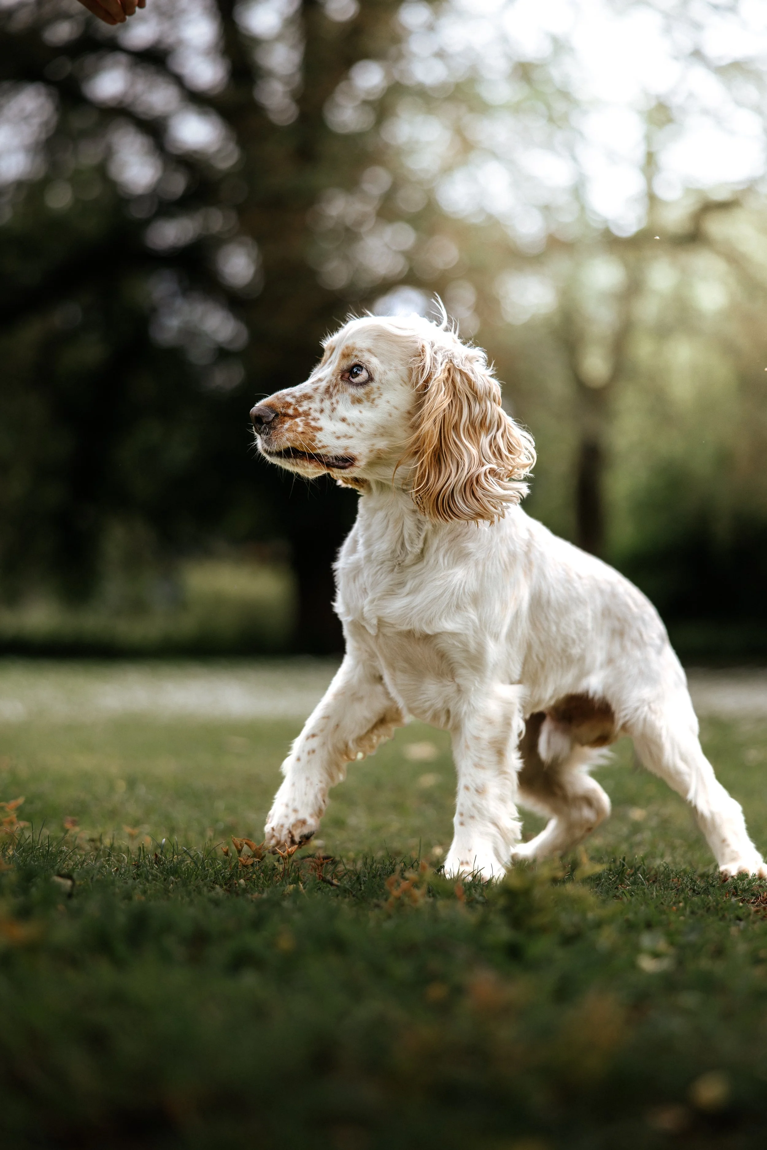 Huxley (16).jpg