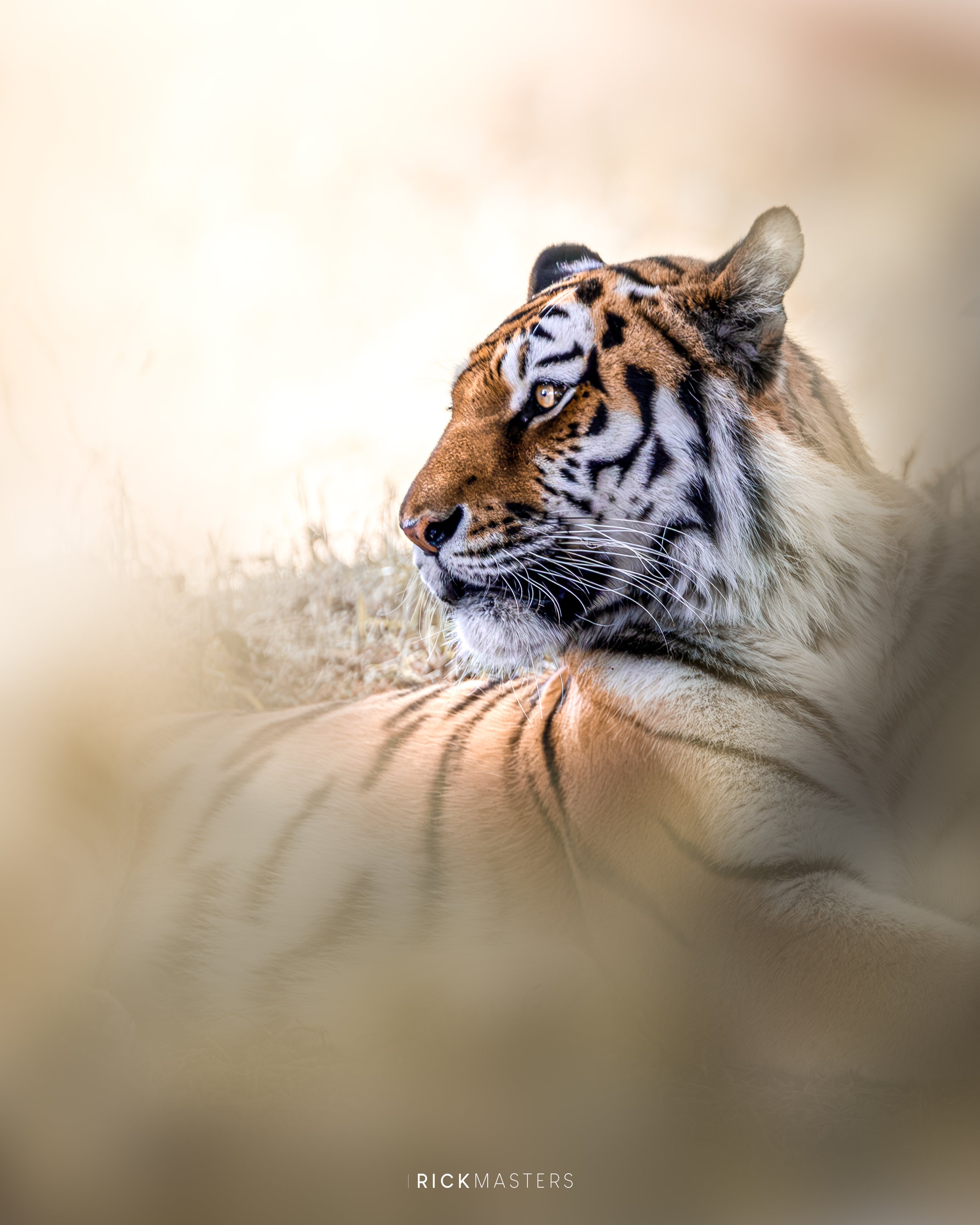 _11A5816-Enhanced-NR-Edit-3.jpg