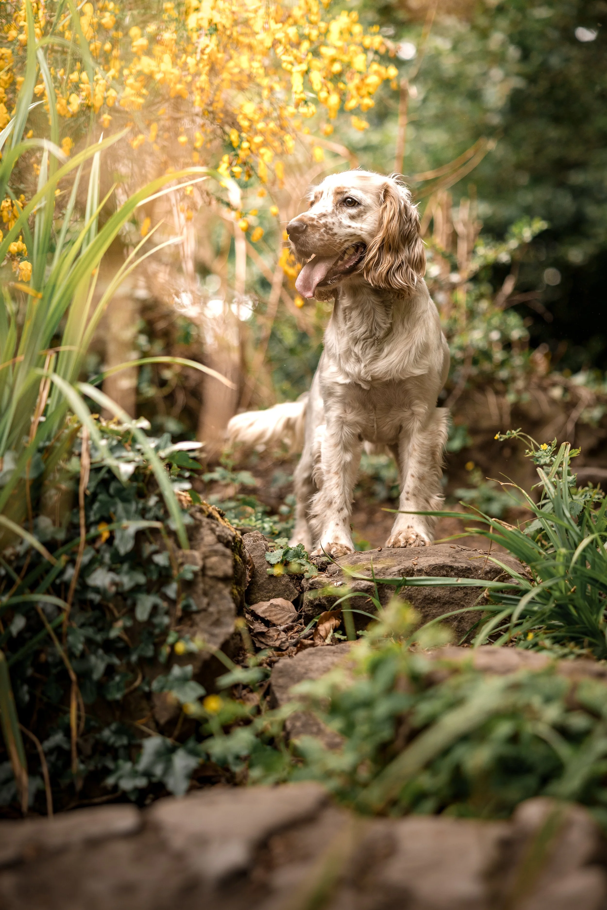 Huxley (10).jpg