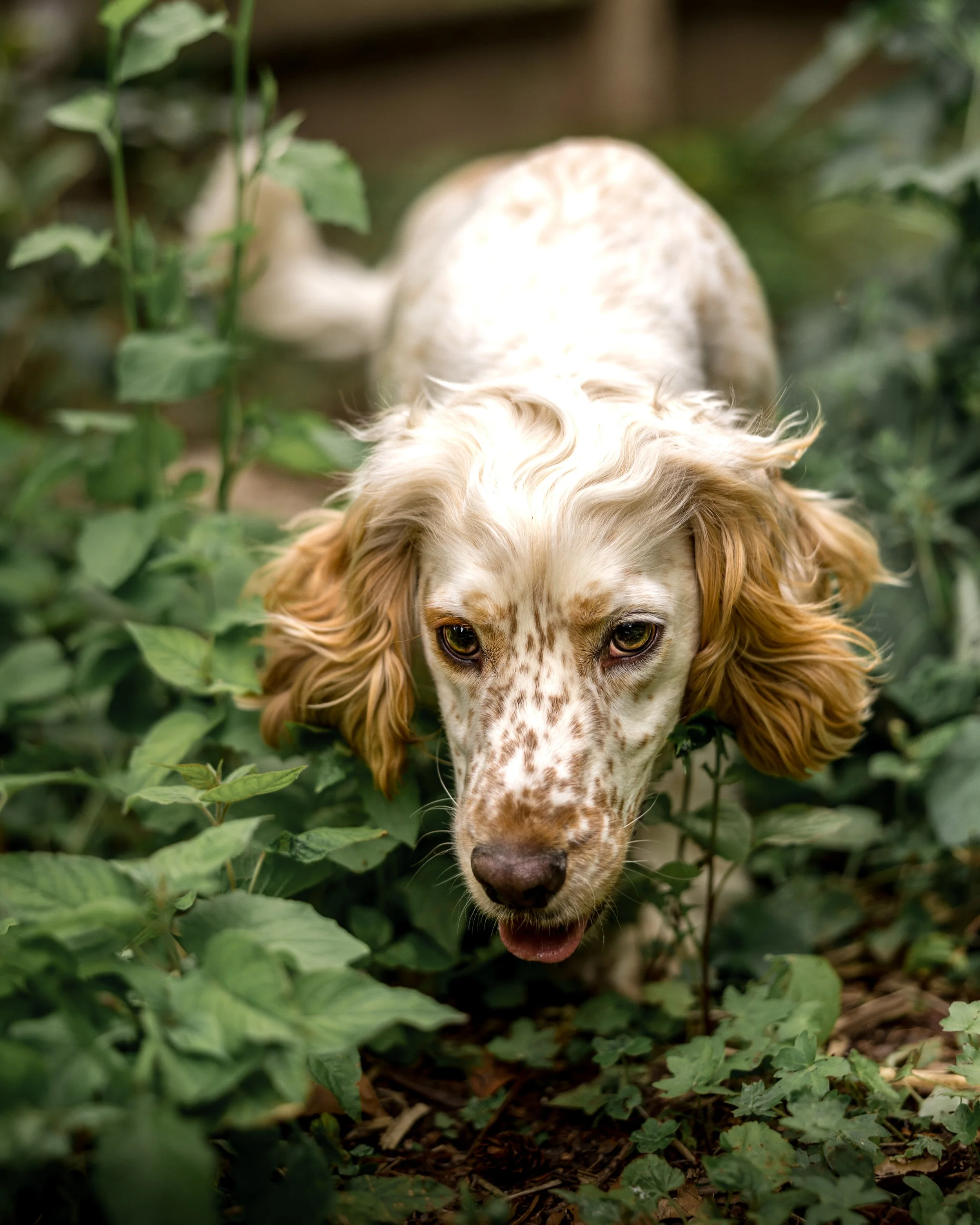Huxley (9).jpg