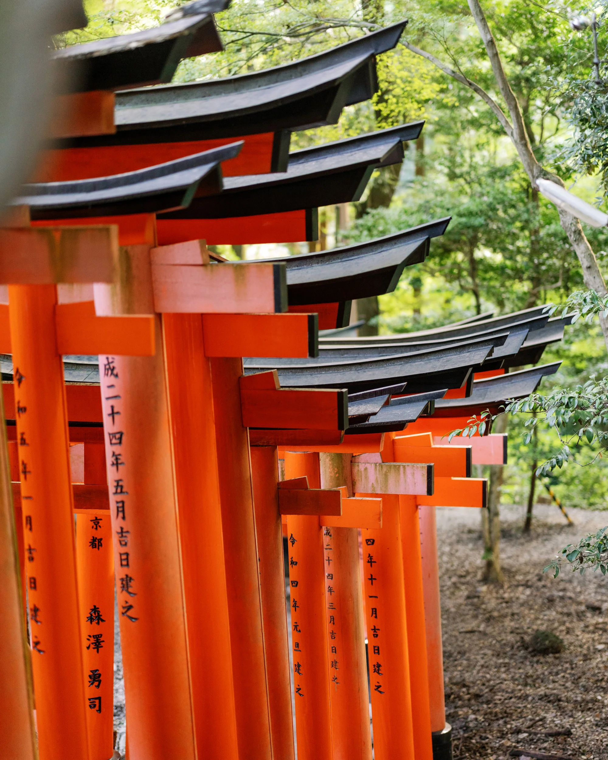 Vermillion Torii Gates of Fushimi Inari, Kyoto, Japan 2024
